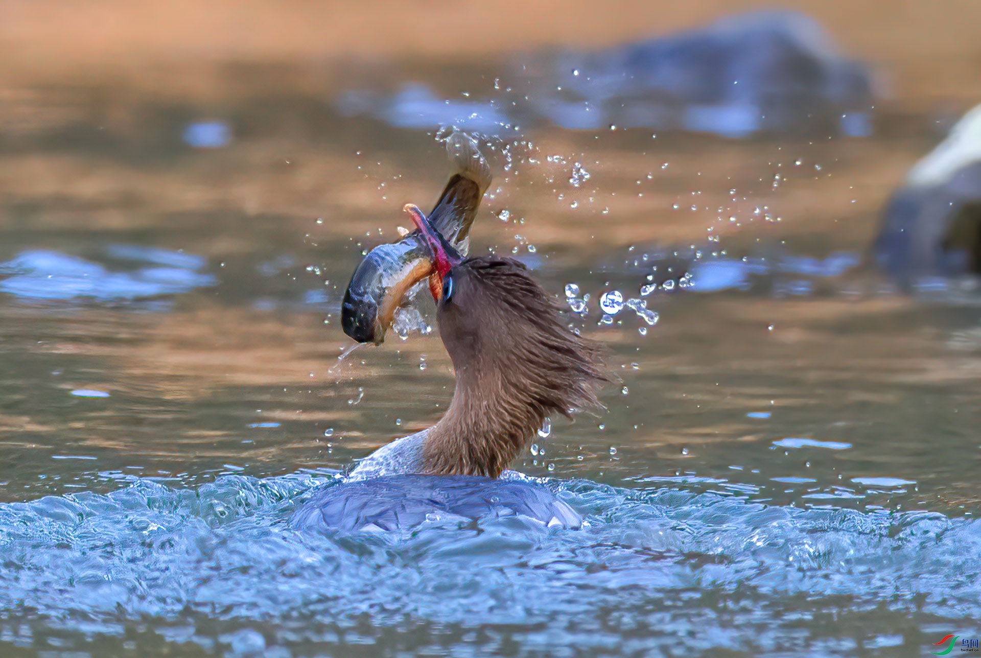 407A1233 ����-Sha----1 .jpg