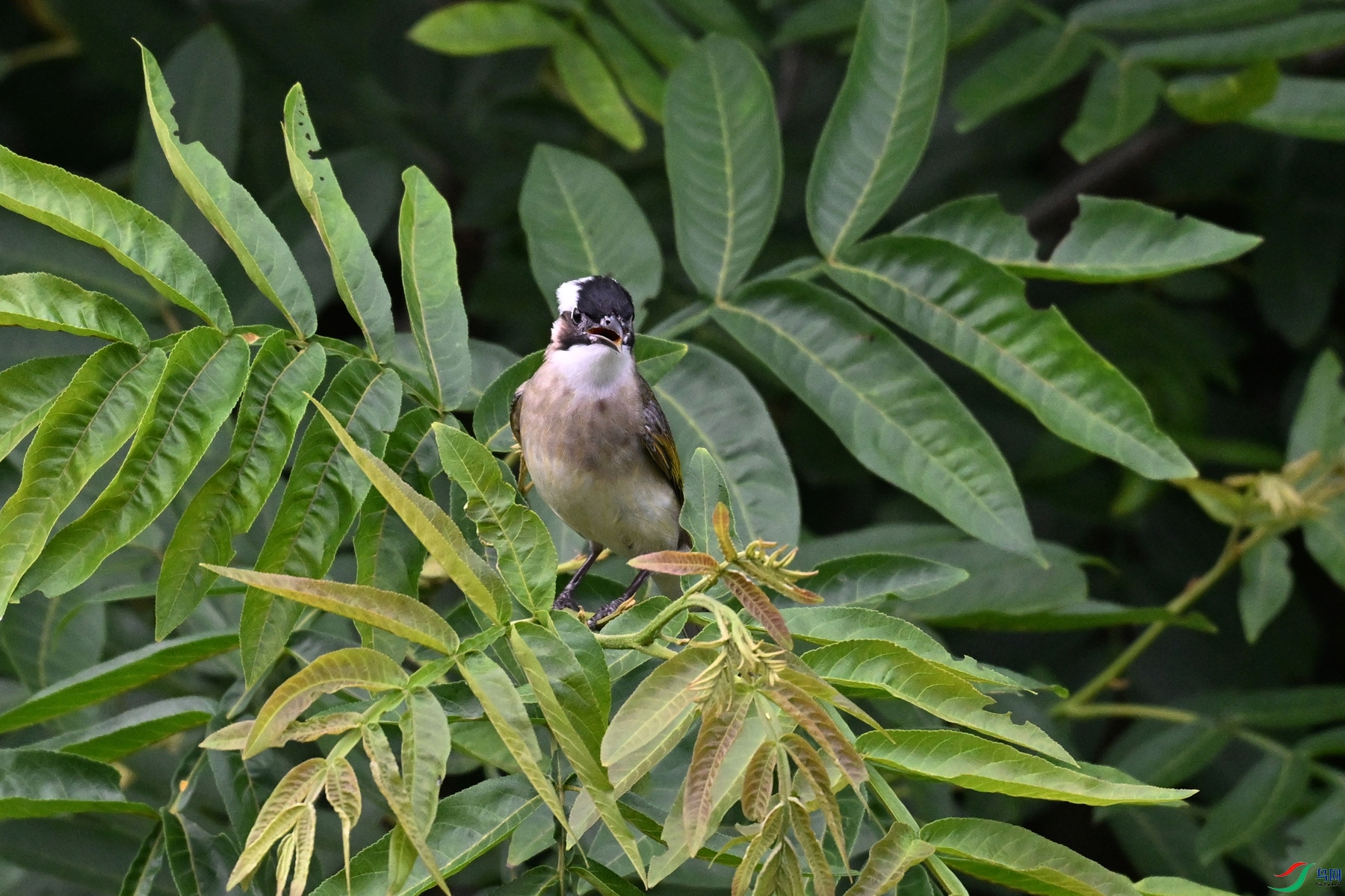 DSC_5500.JPG