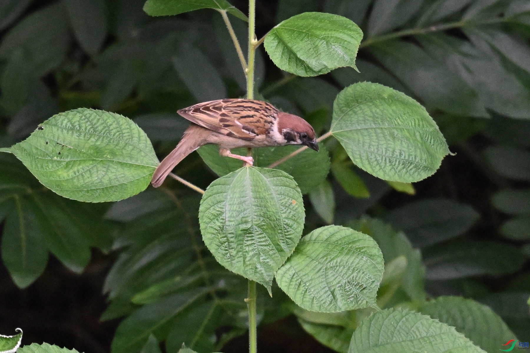DSC_5536.JPG