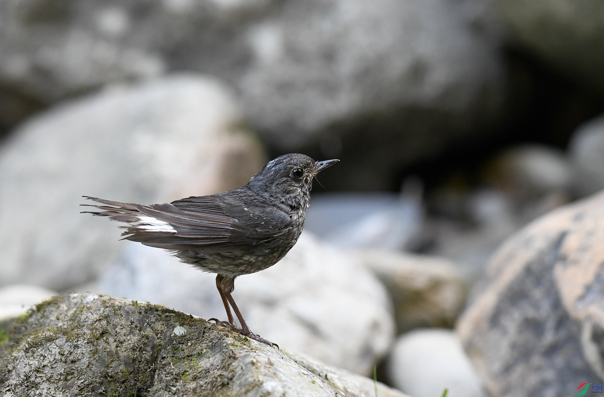 DSC_3594.jpg