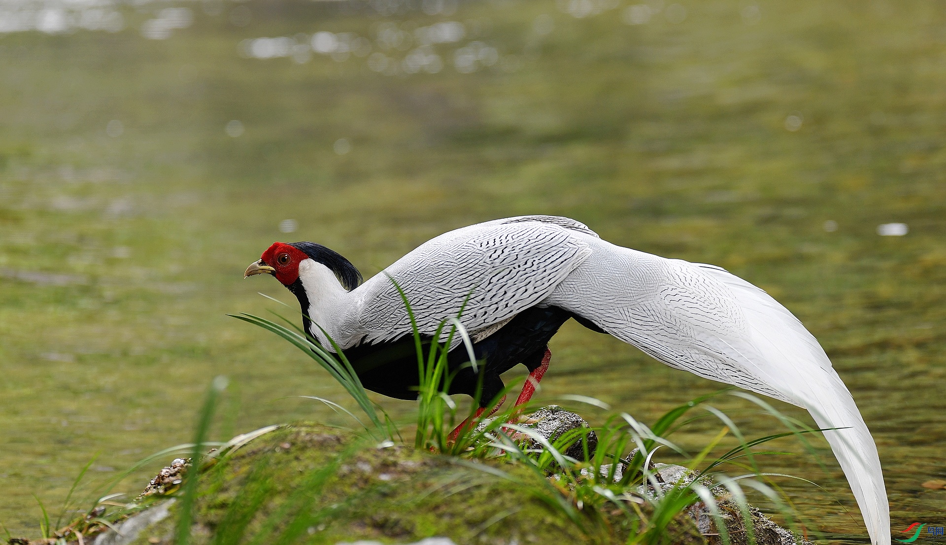 DSC_7484.jpg