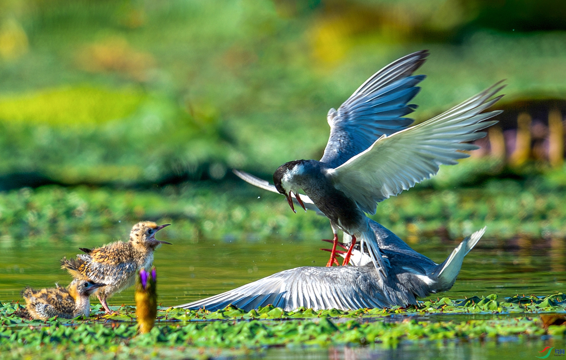 DSC_8831-����ǿ-NR.jpg