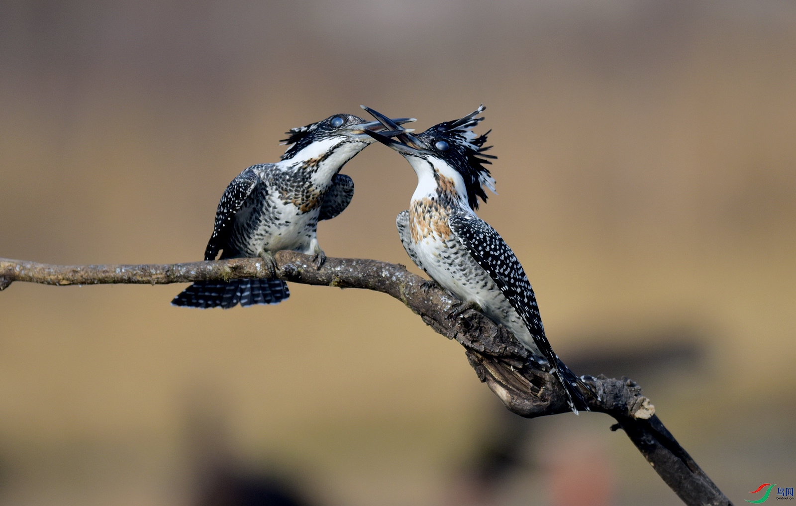 DSC_4423.jpg