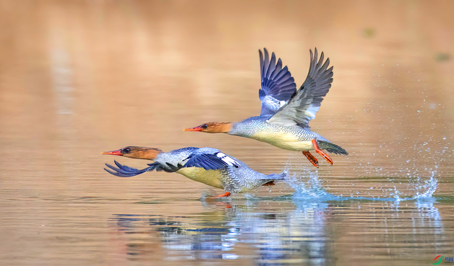 407A1581 ����-Sh---1 .jpg