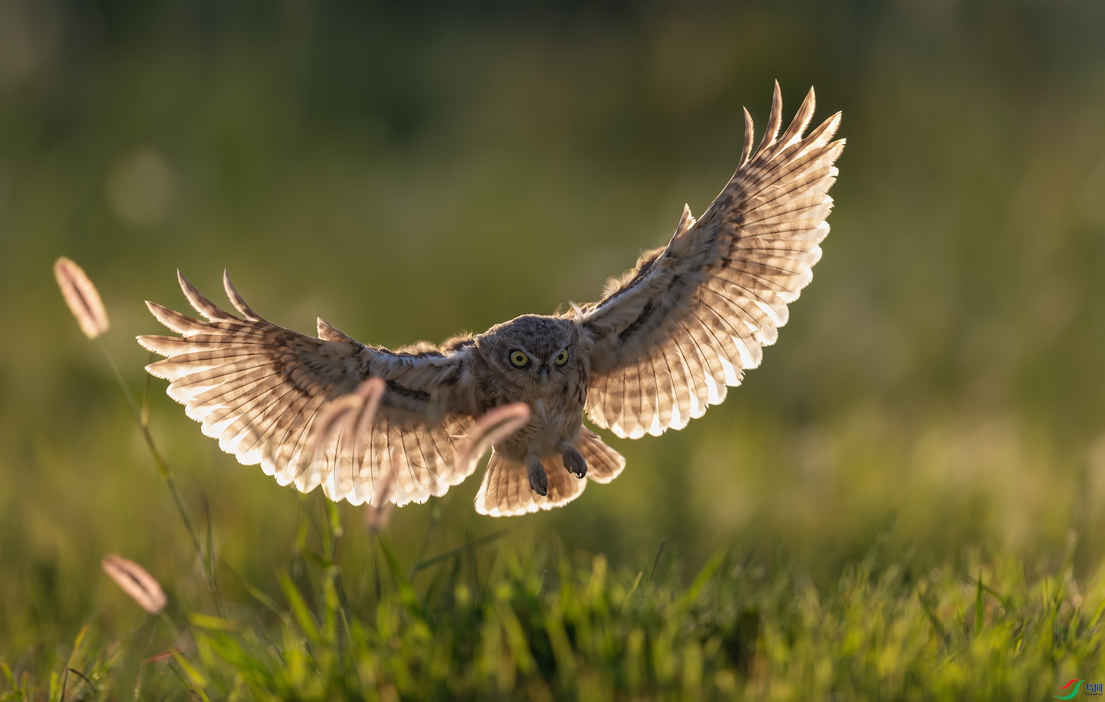 ���Ƹ�С�^