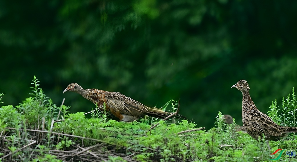 DSC_7766.JPG