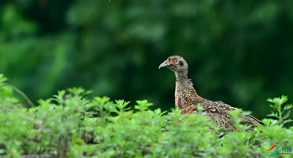 DSC_7810.JPG