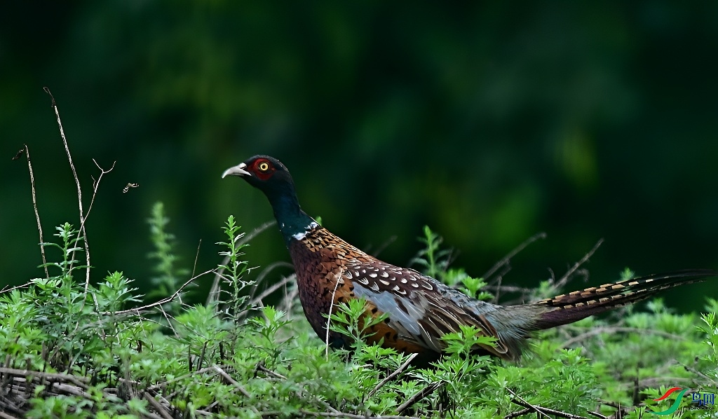 DSC_7893.JPG