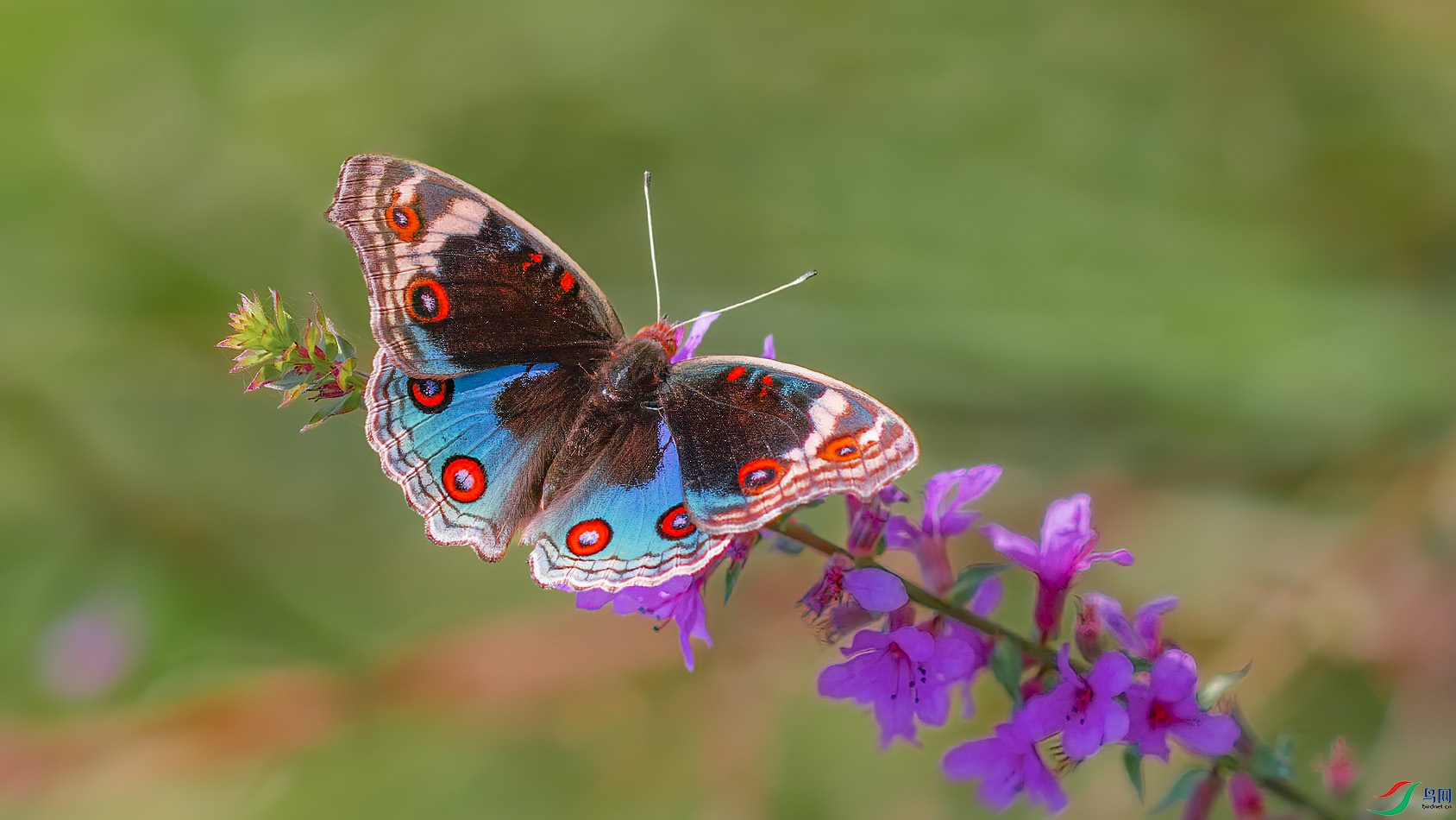 Image_1757060775742.jpg