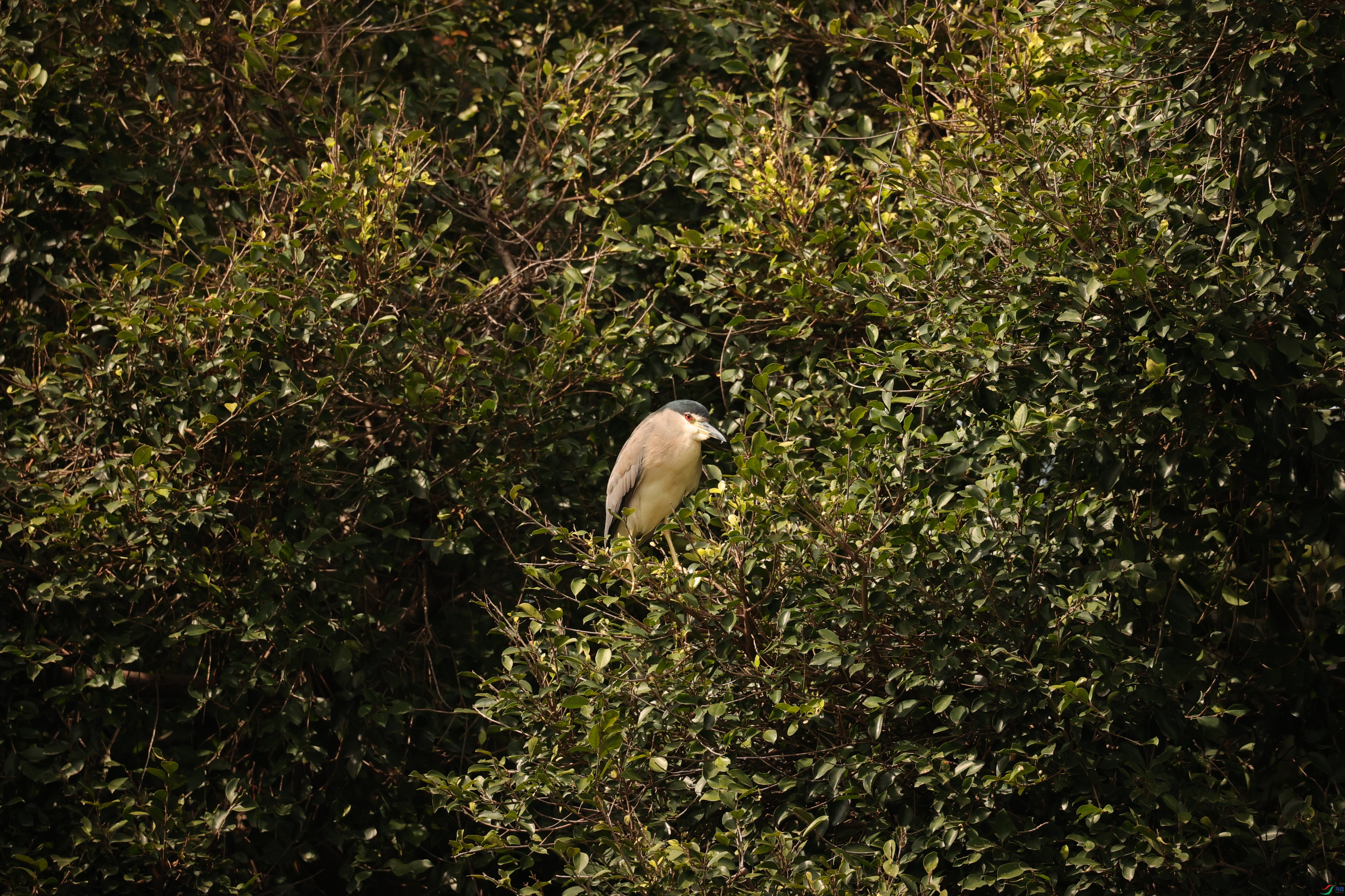 4116��ש����