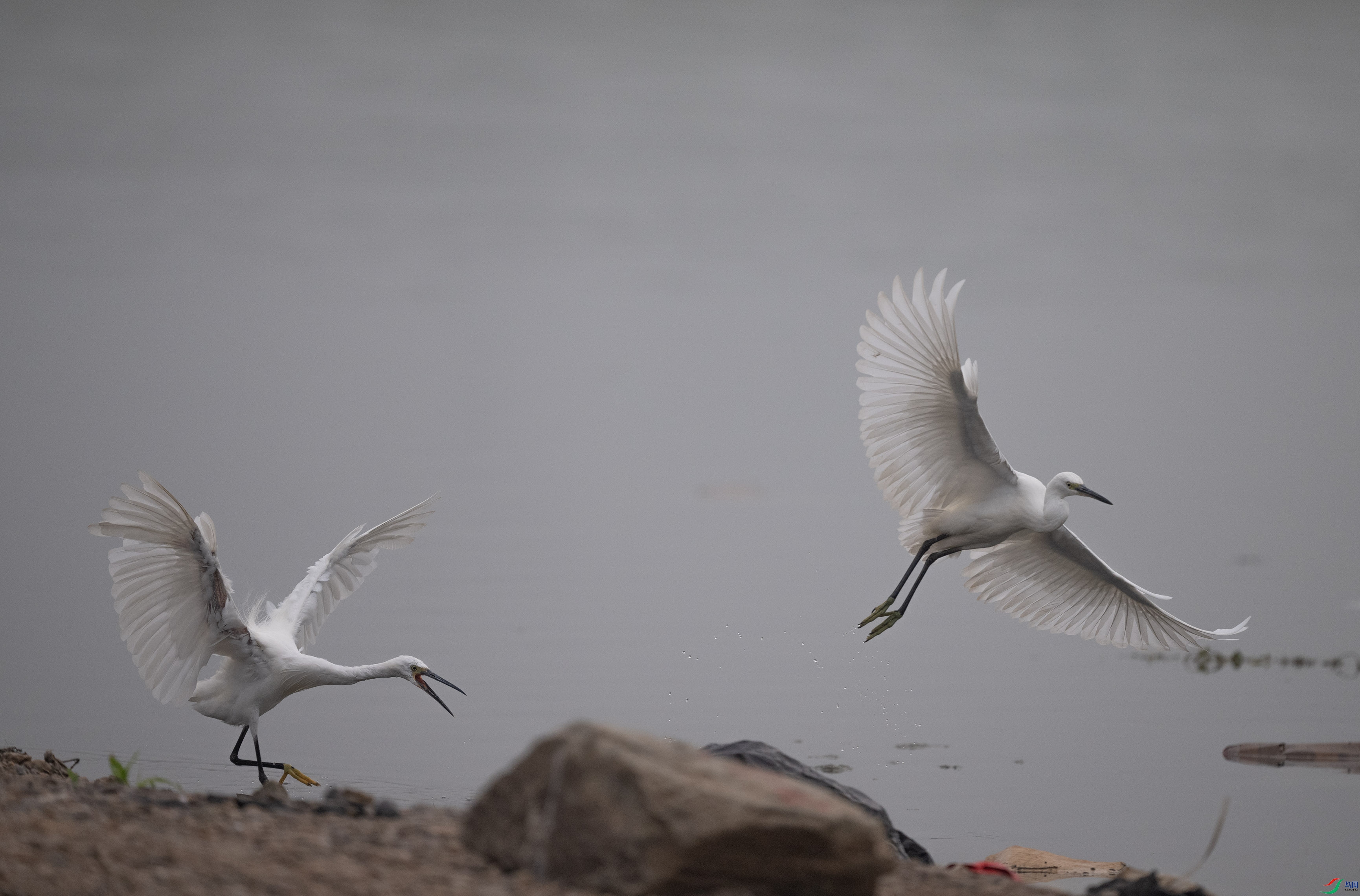 DSC_6363.jpg