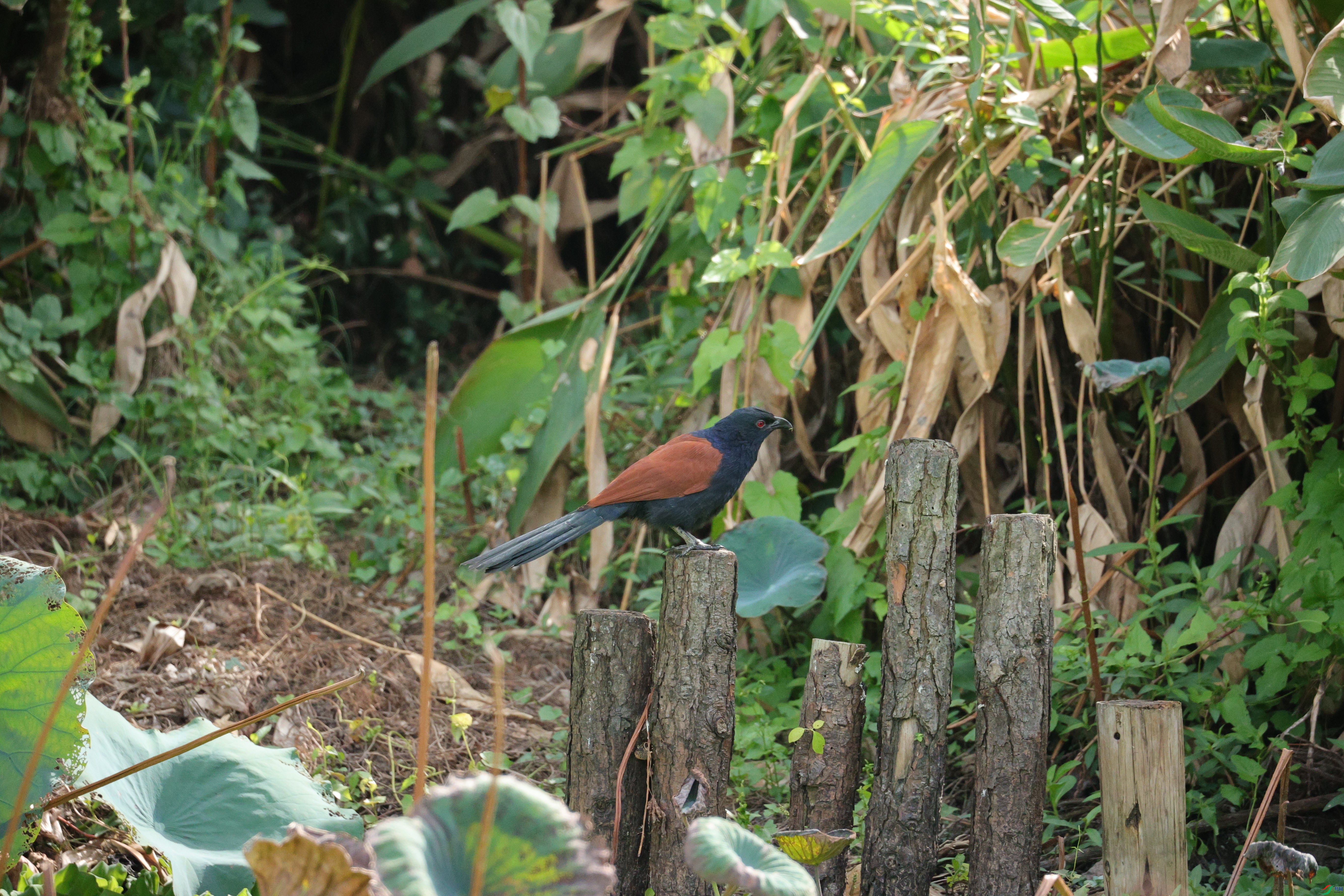 4118��ש����