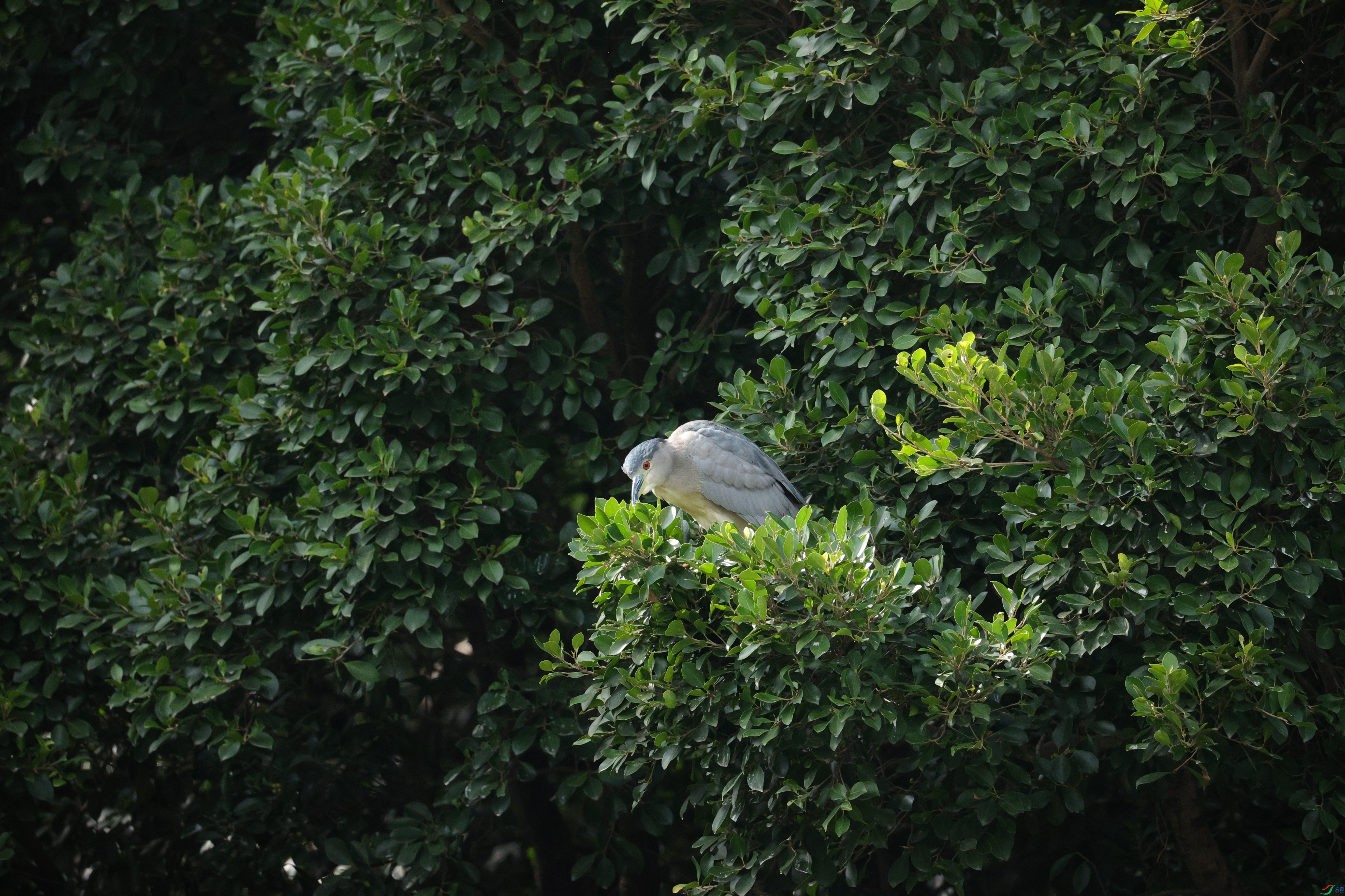 4123��ש����