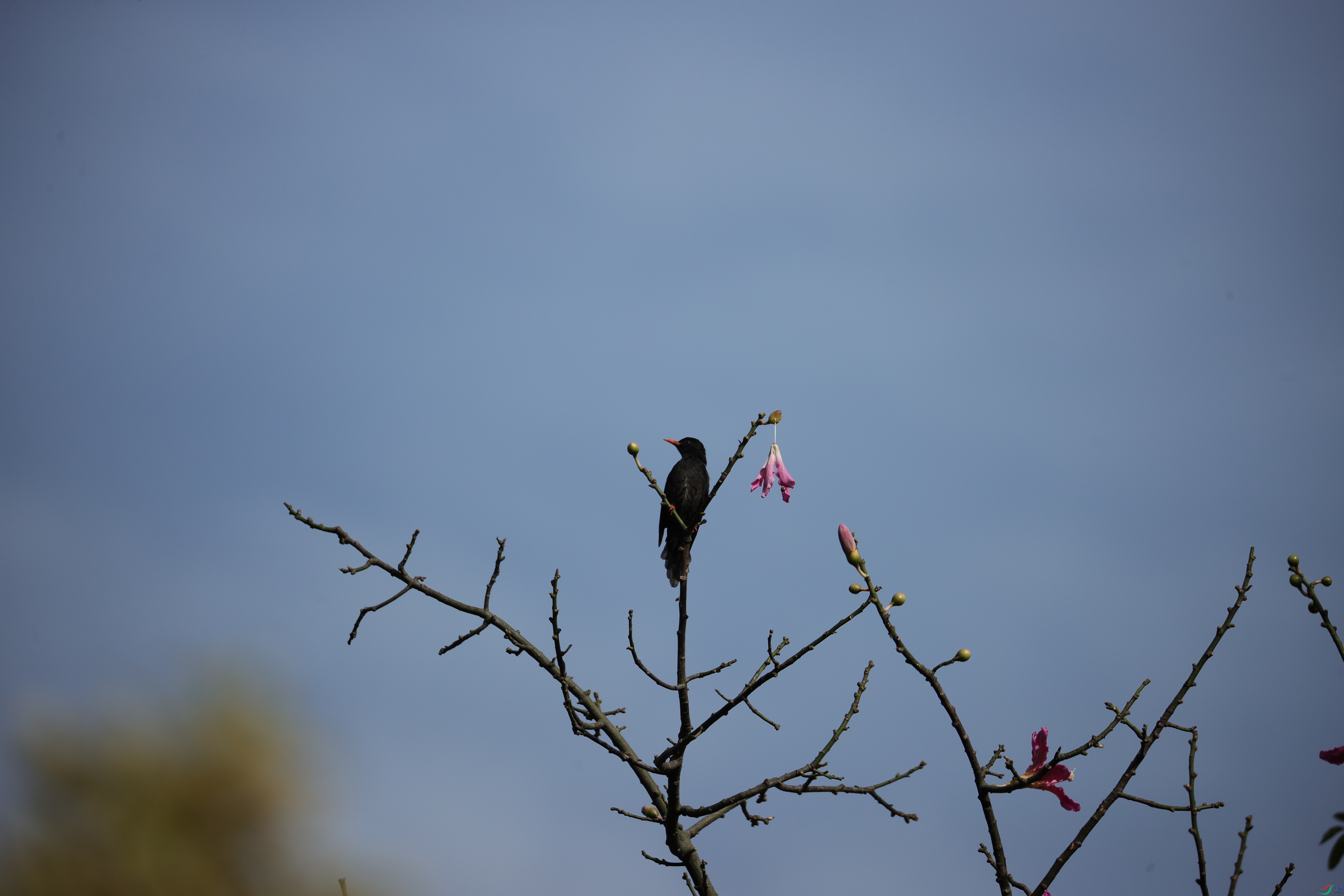 4205��ש����