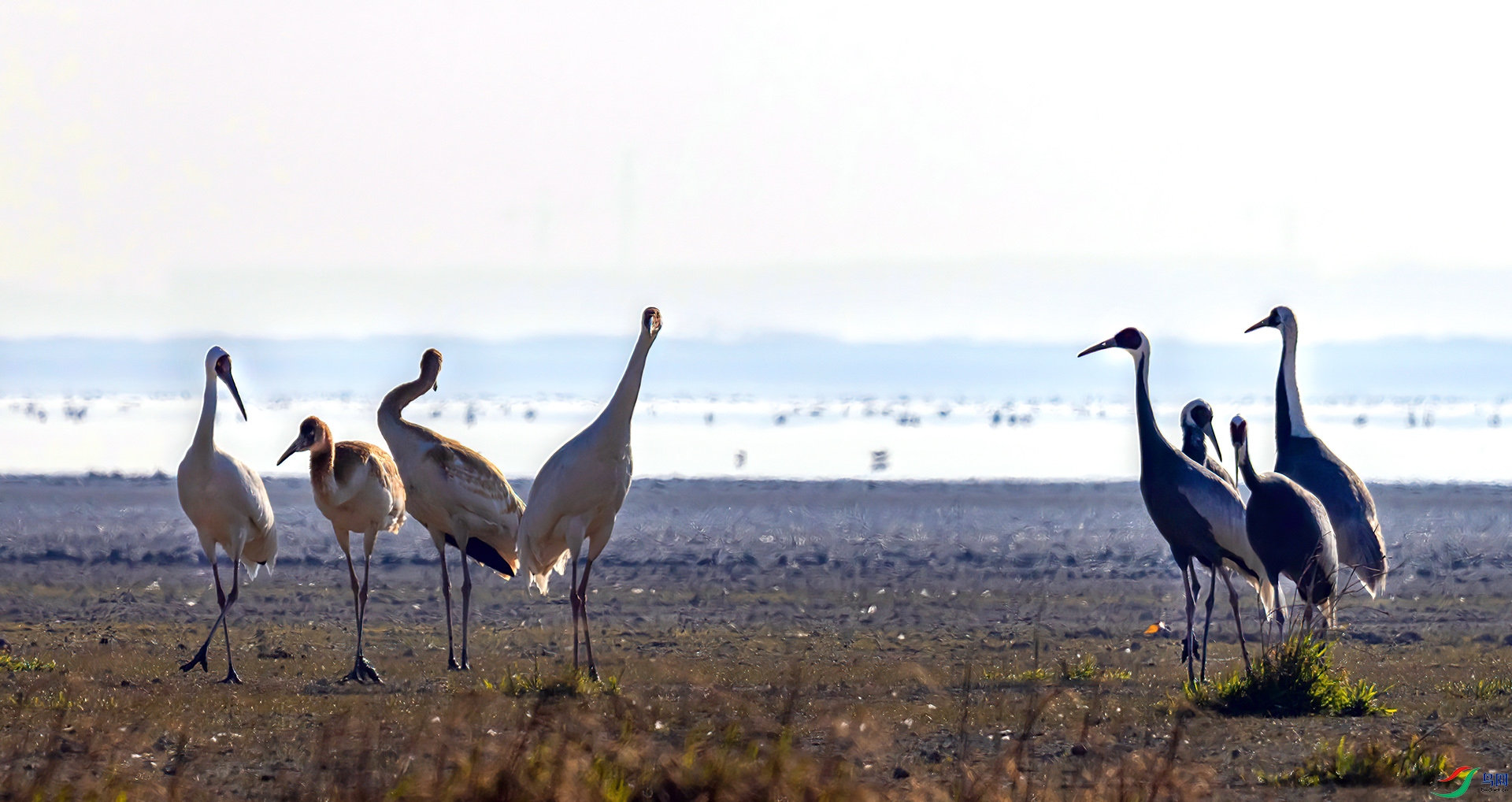 407A6737 ����-Sha---1 .jpg