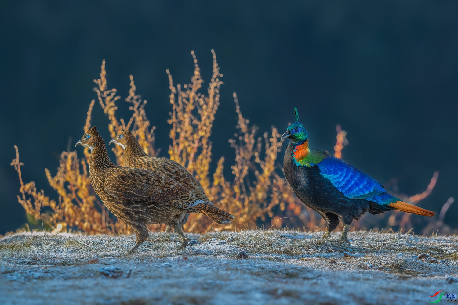 DSC_4561-����ǿ-NR ���� 201.jpg