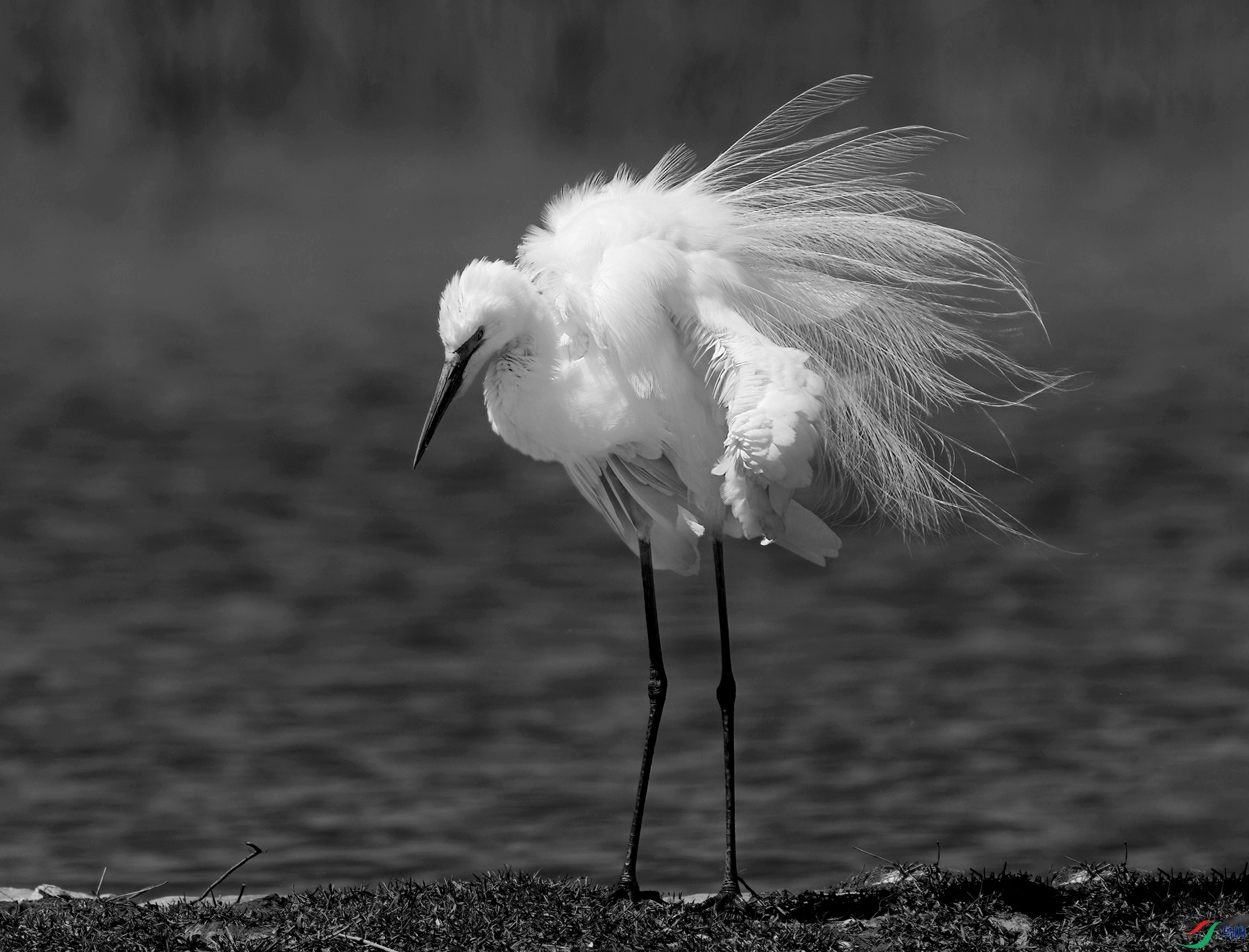 DSC04075 ����_����_����.jpg