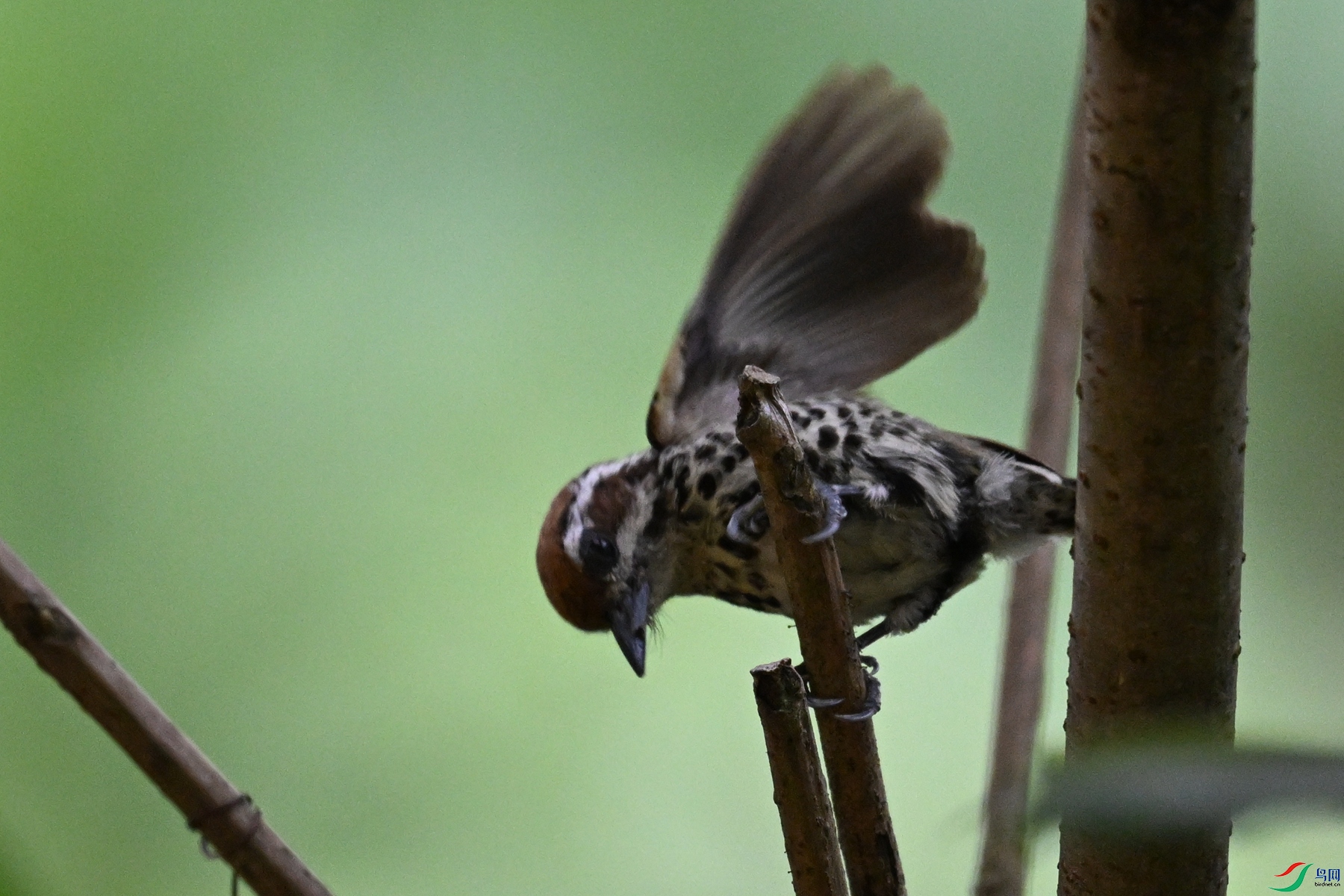 DSC_8547.JPG