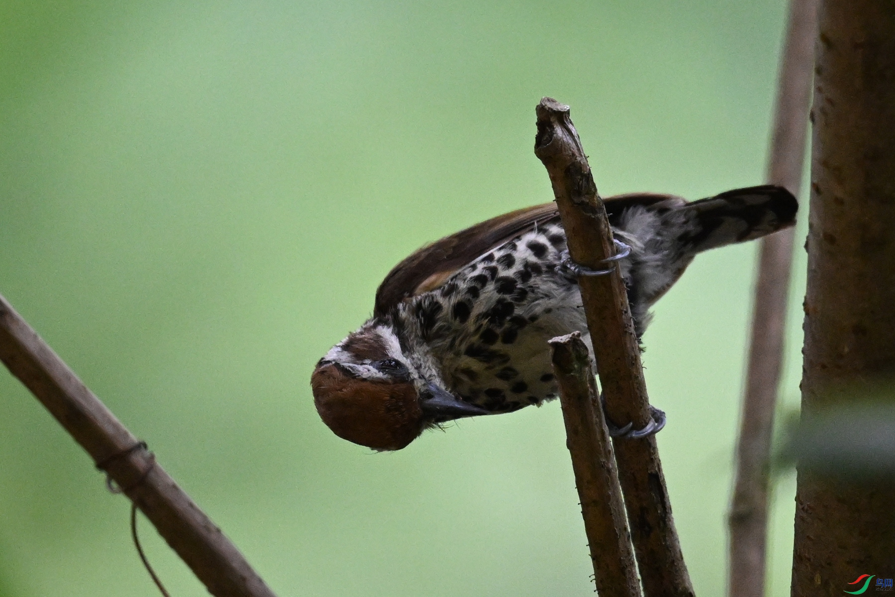 DSC_8550.JPG