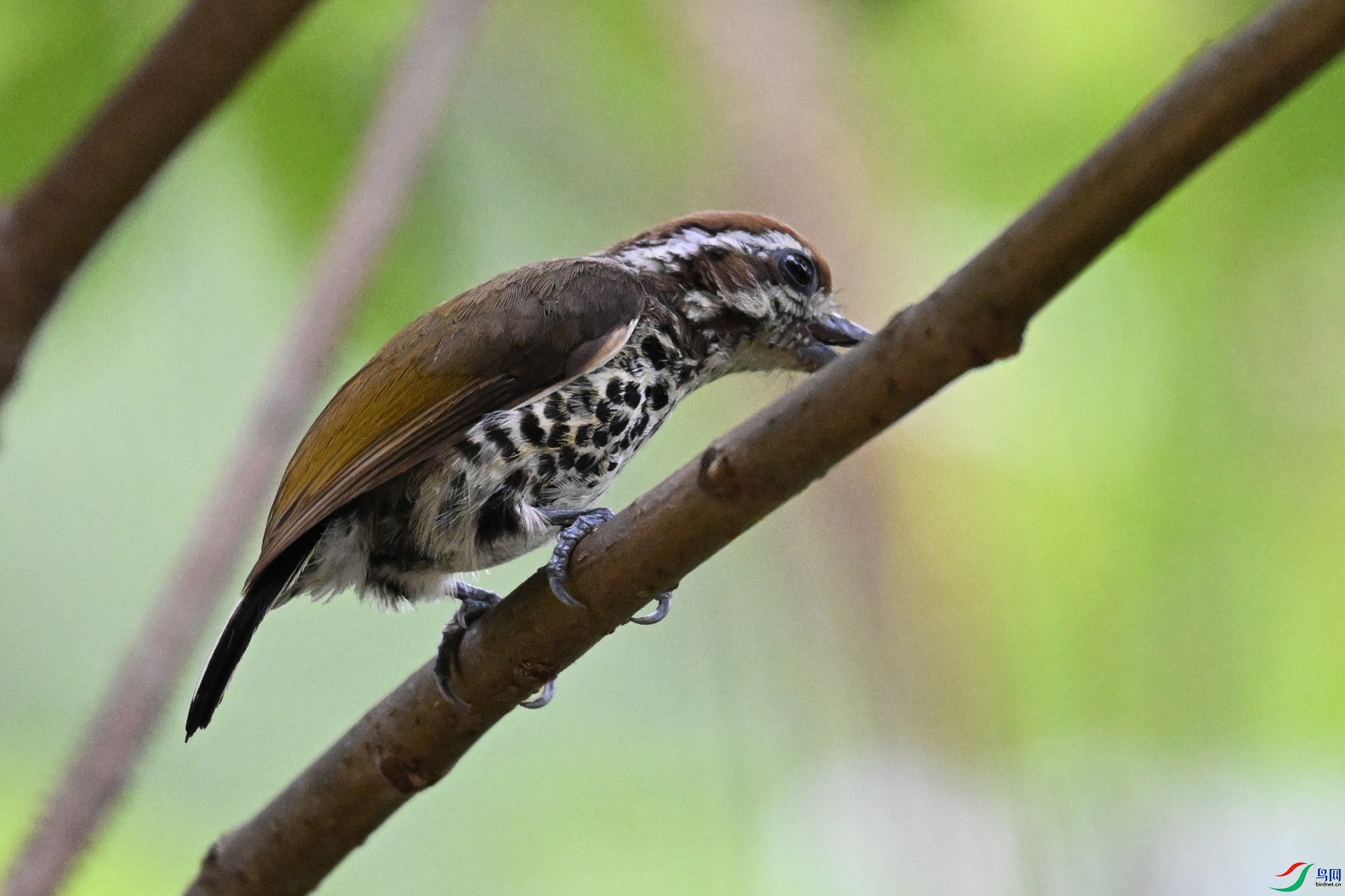 DSC_8631.JPG