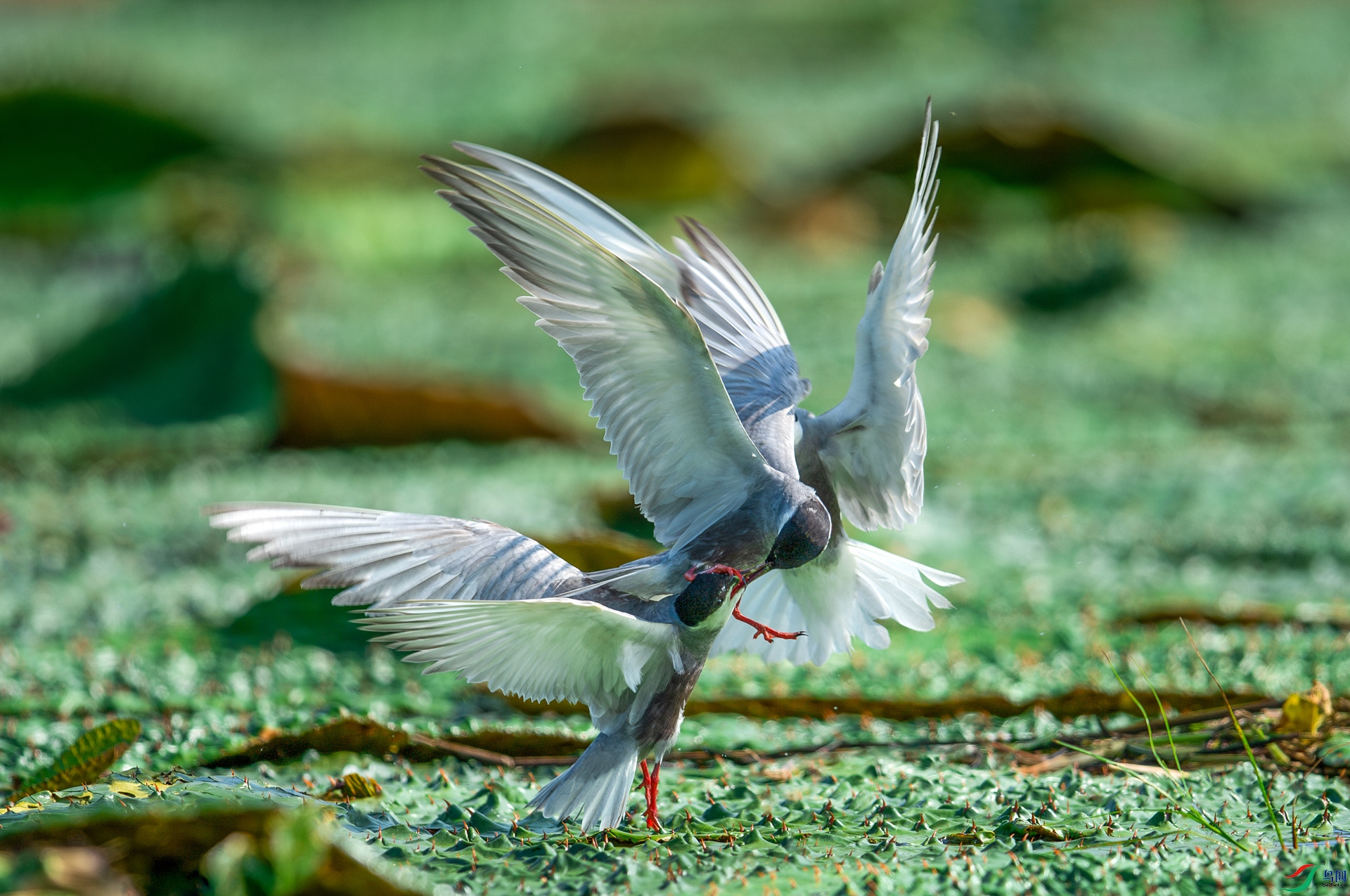 DSC_7444-����ǿ-NR.jpg