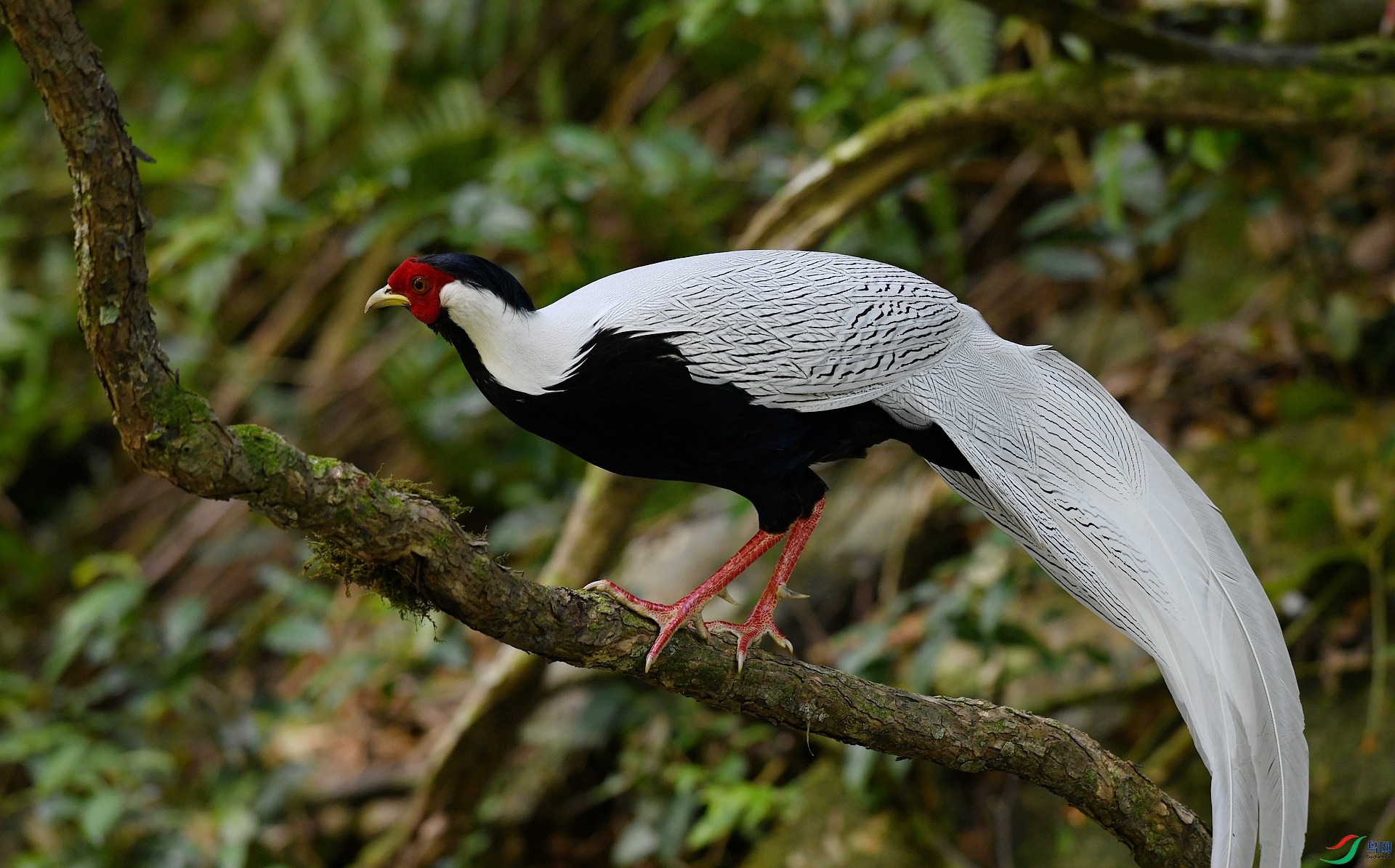 DSC_4433.jpg