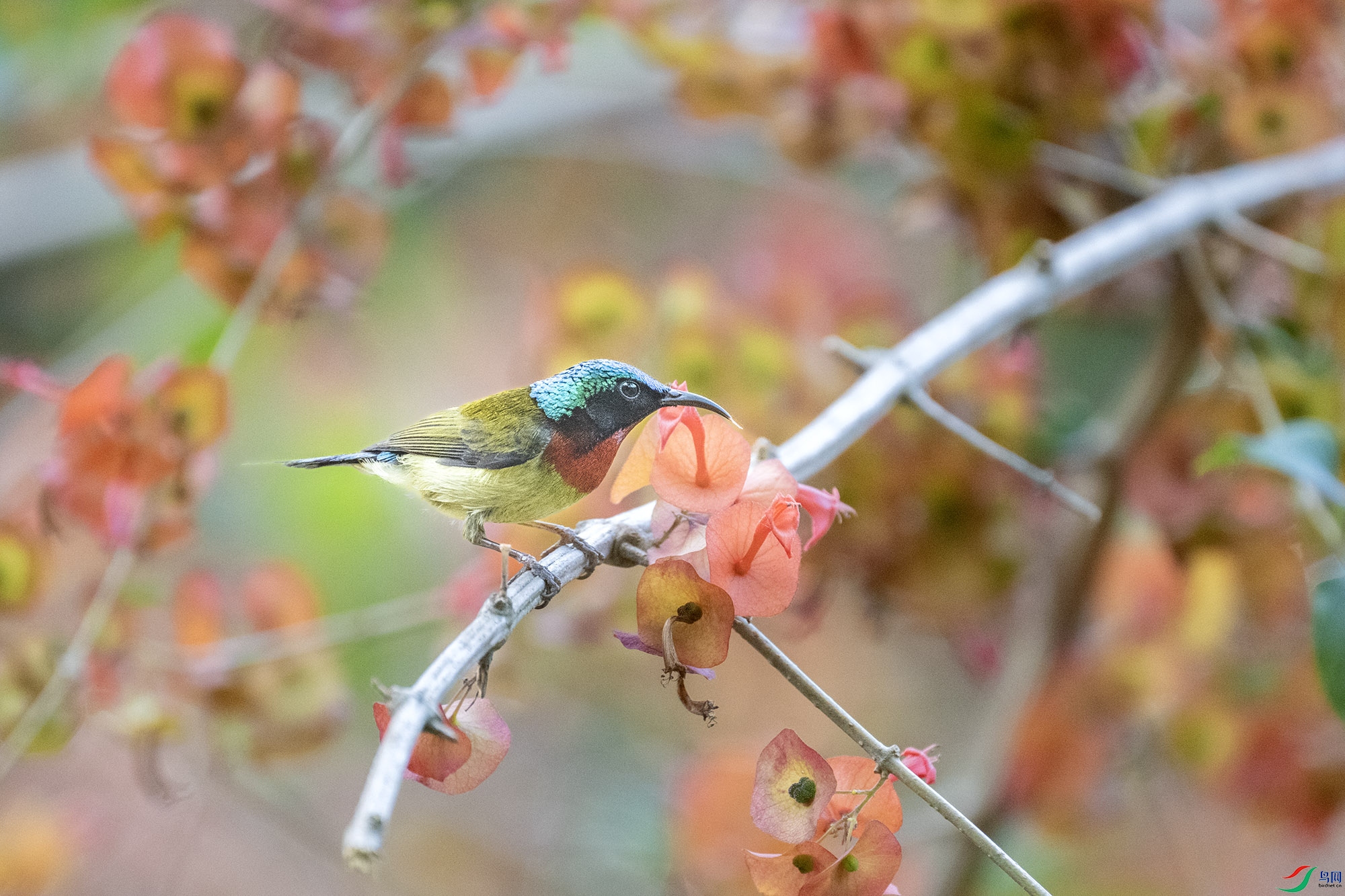 DSC_7613.jpg