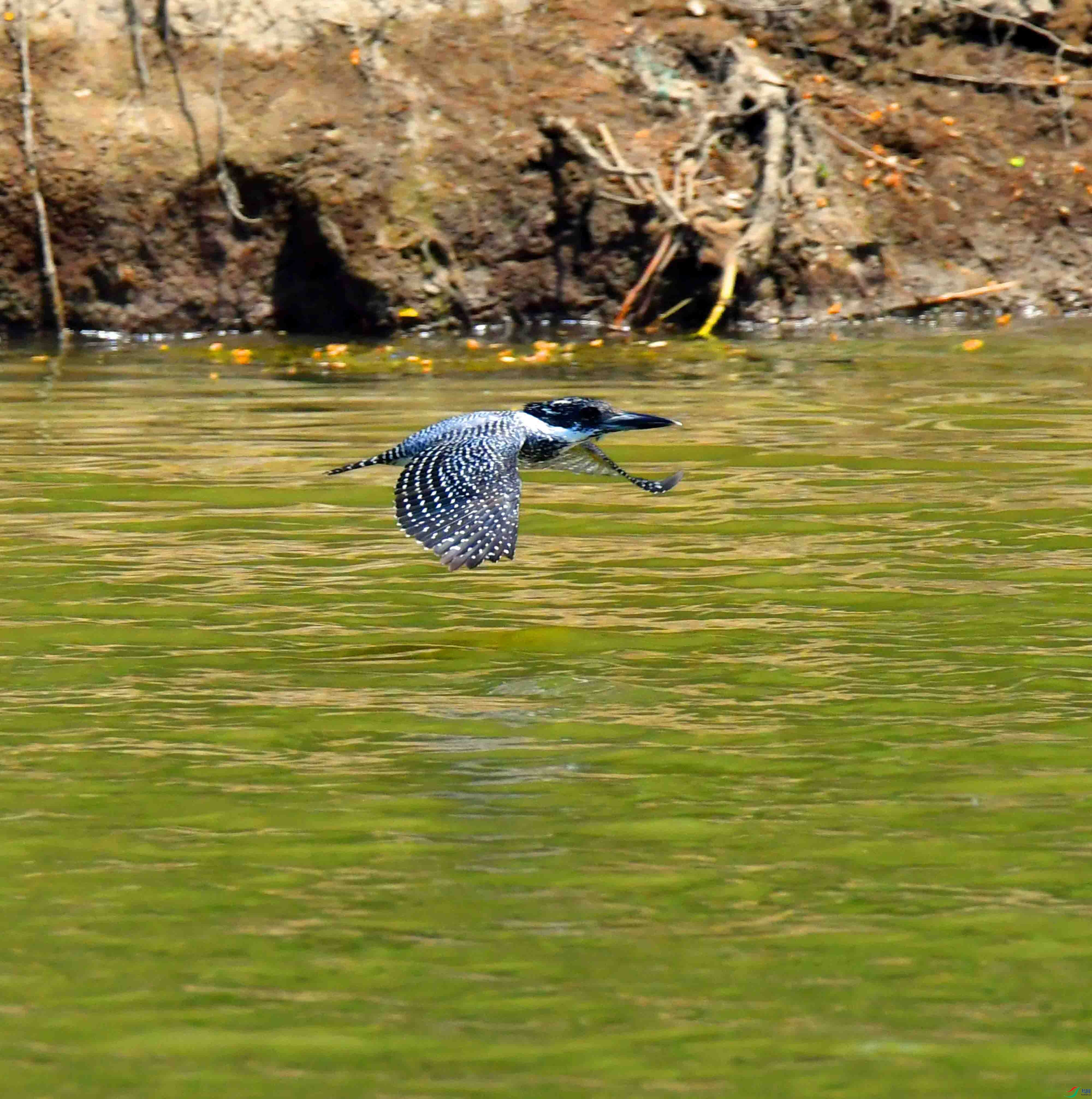 DSC_2909.JPG