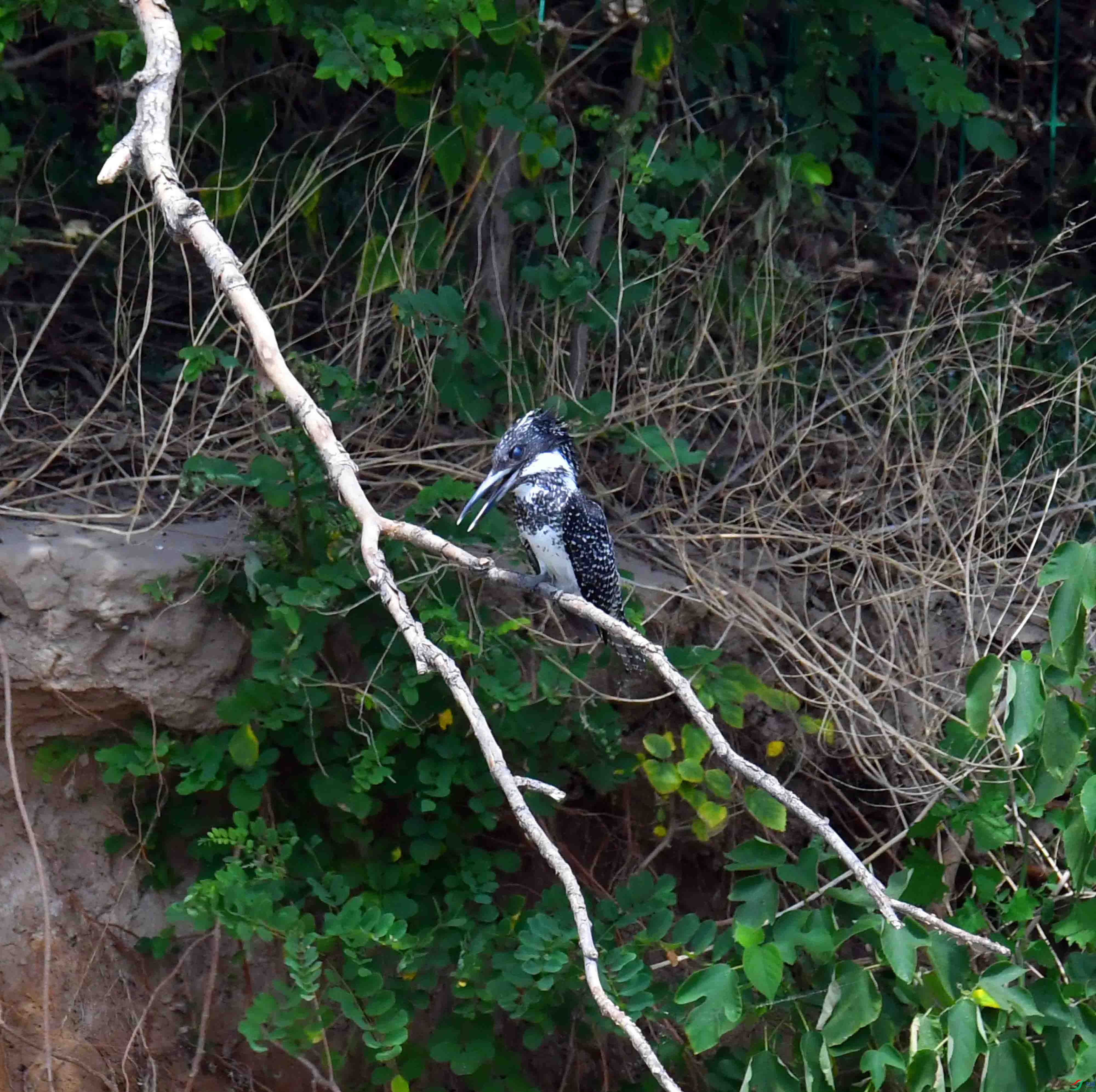 DSC_2955.JPG
