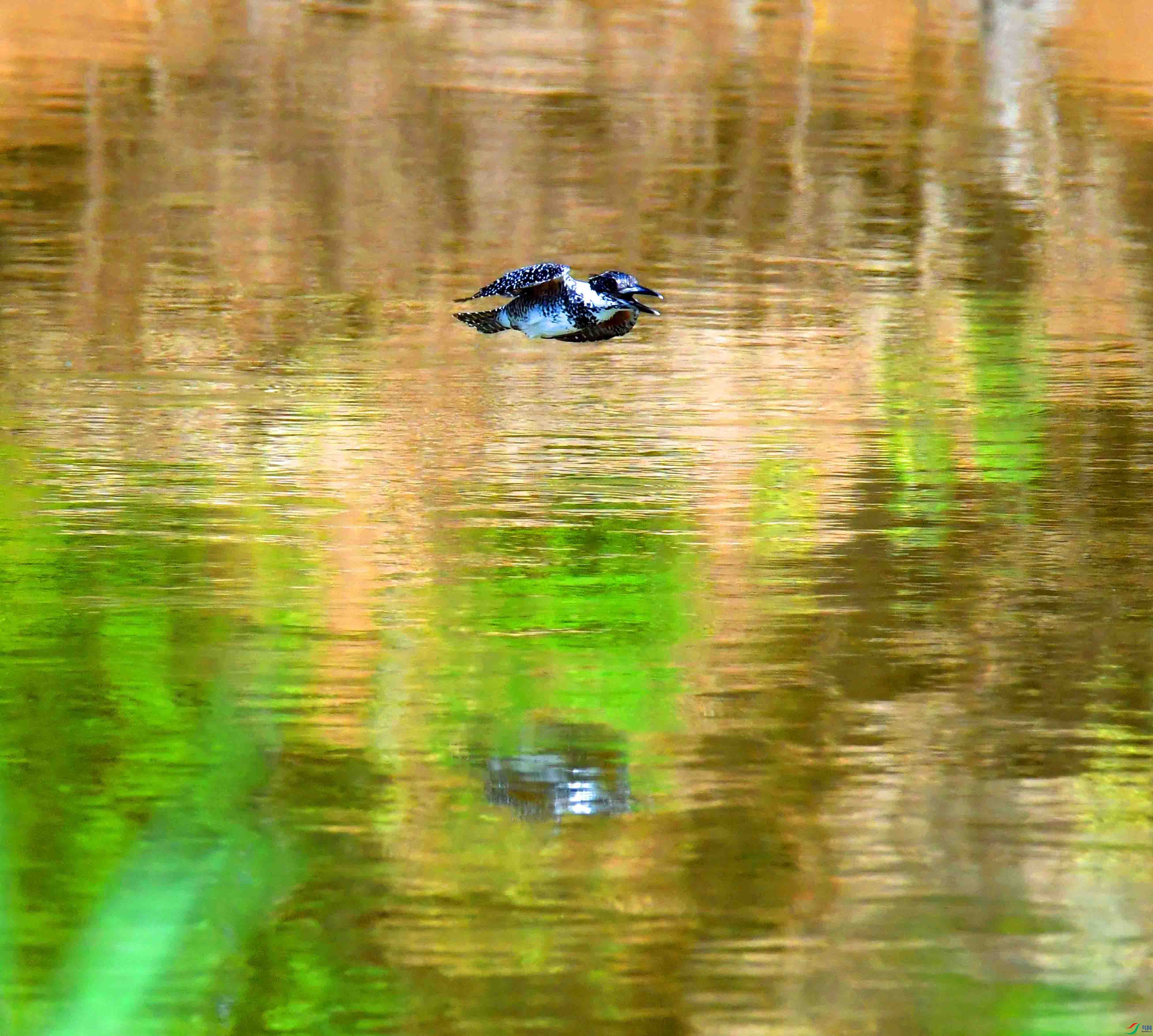 DSC_2966.JPG