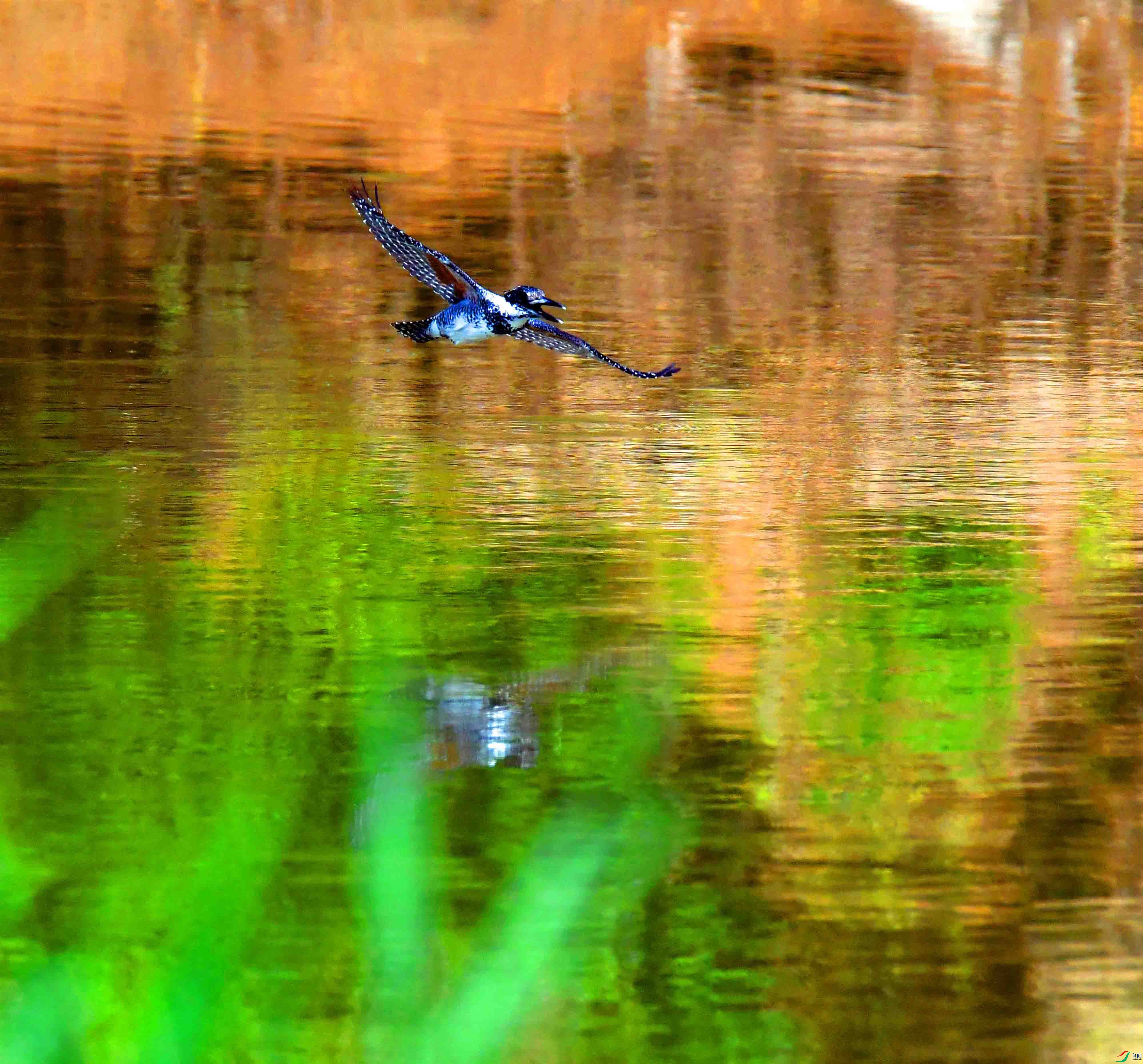 DSC_2965.JPG
