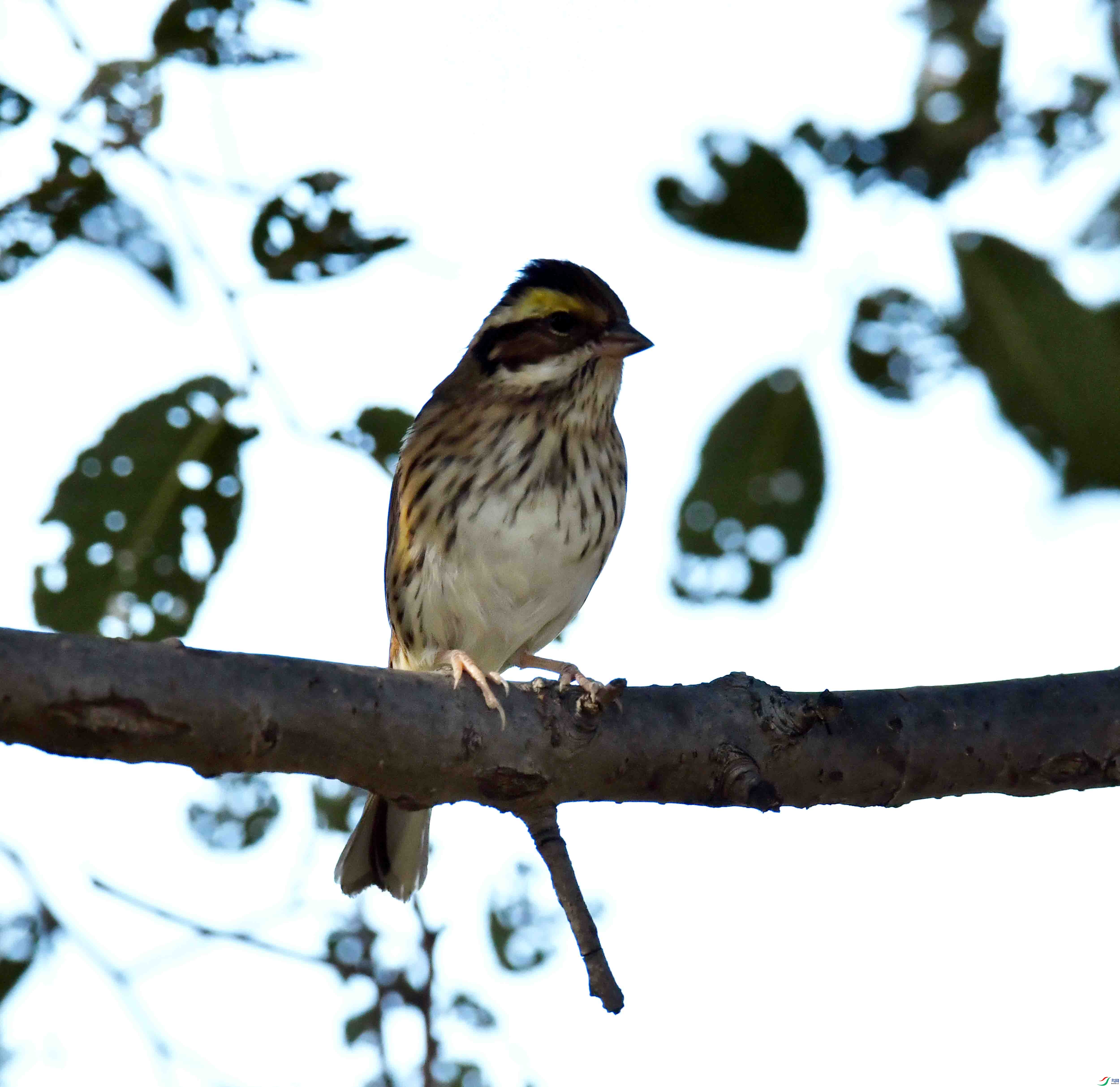 DSC_0375.JPG