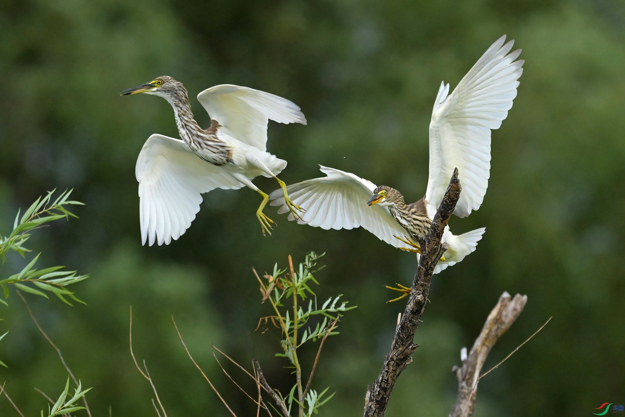 DSC_1754-V.jpg