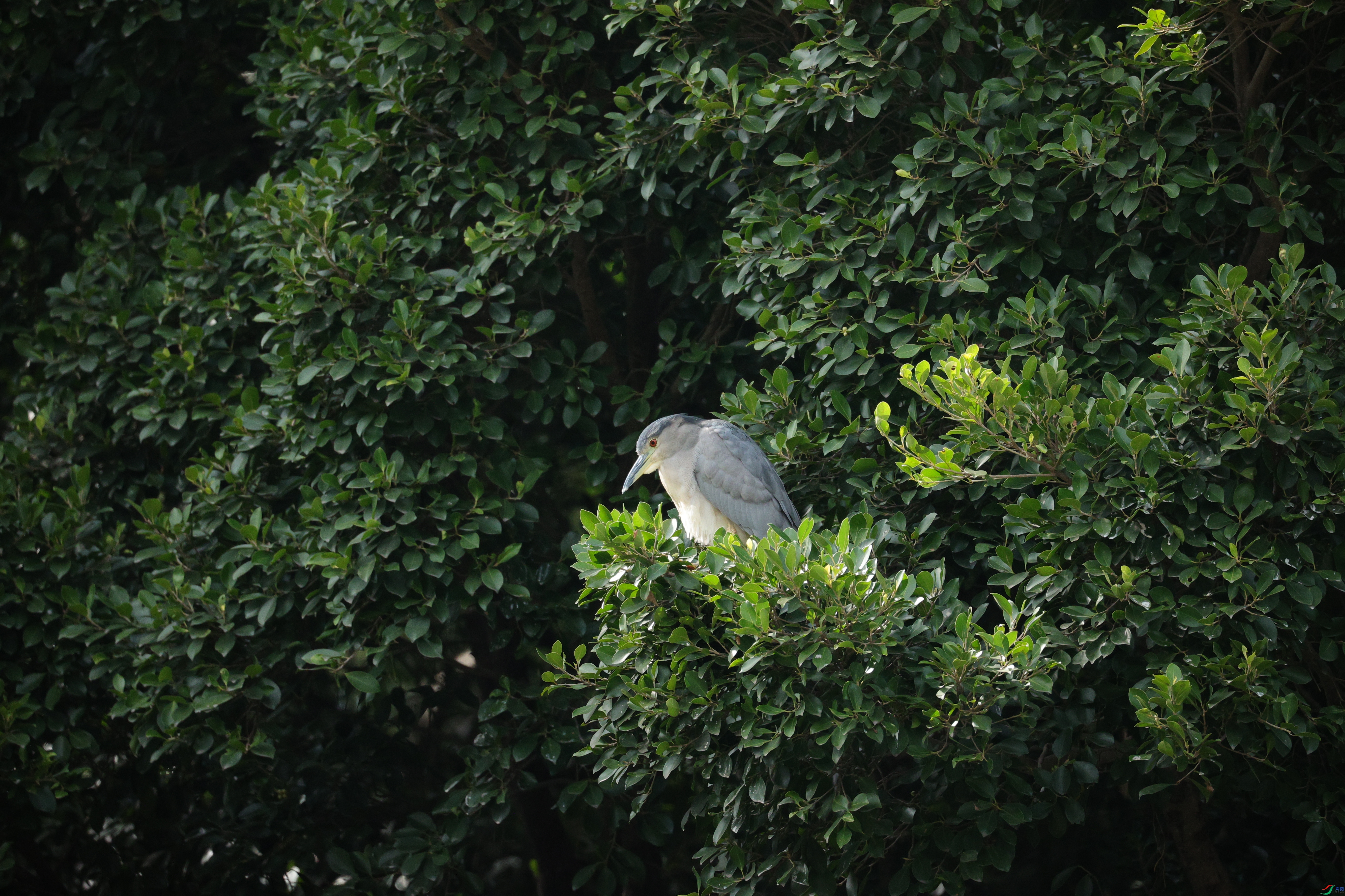 4215��ש����