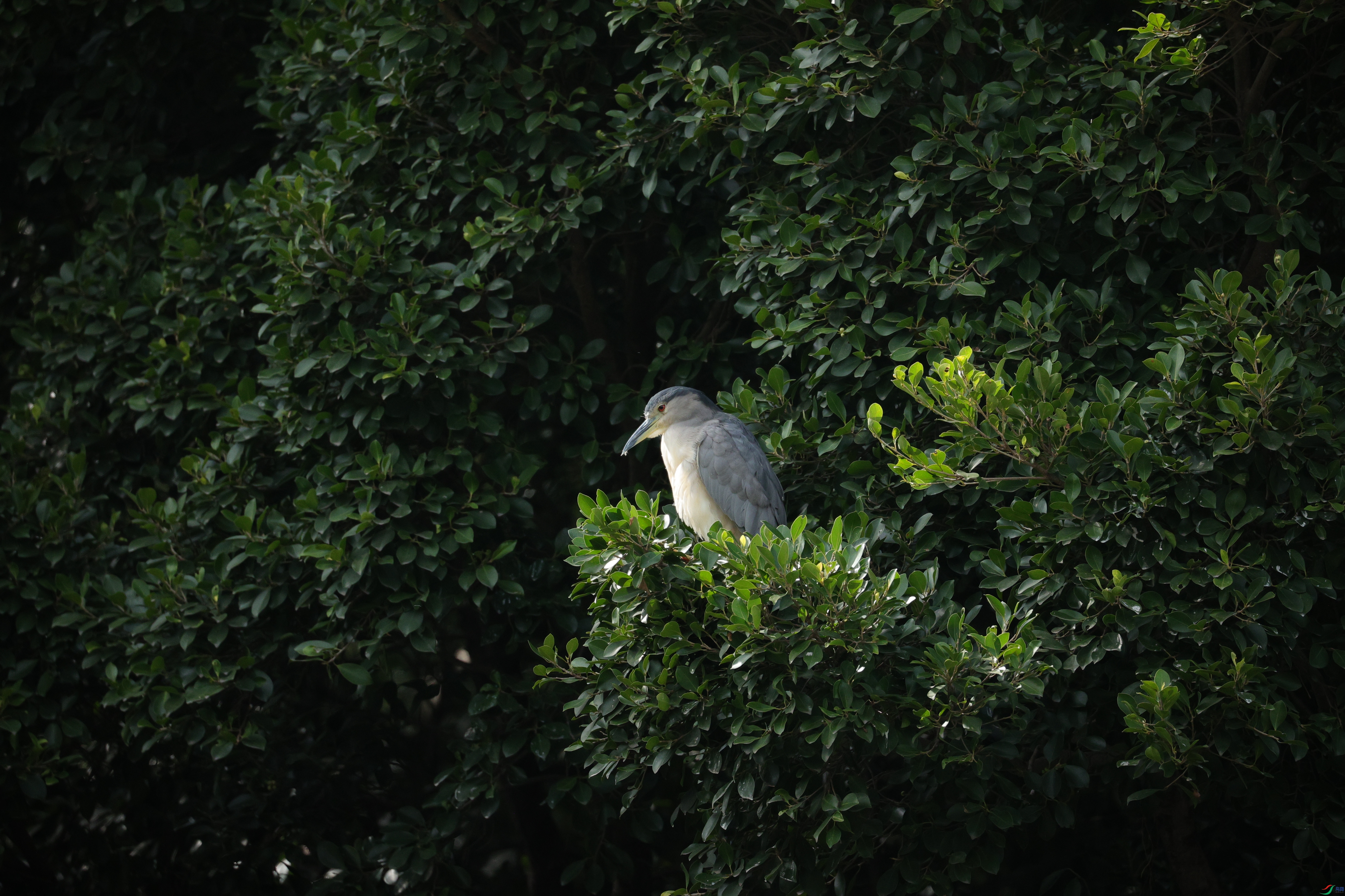 4223��ש����