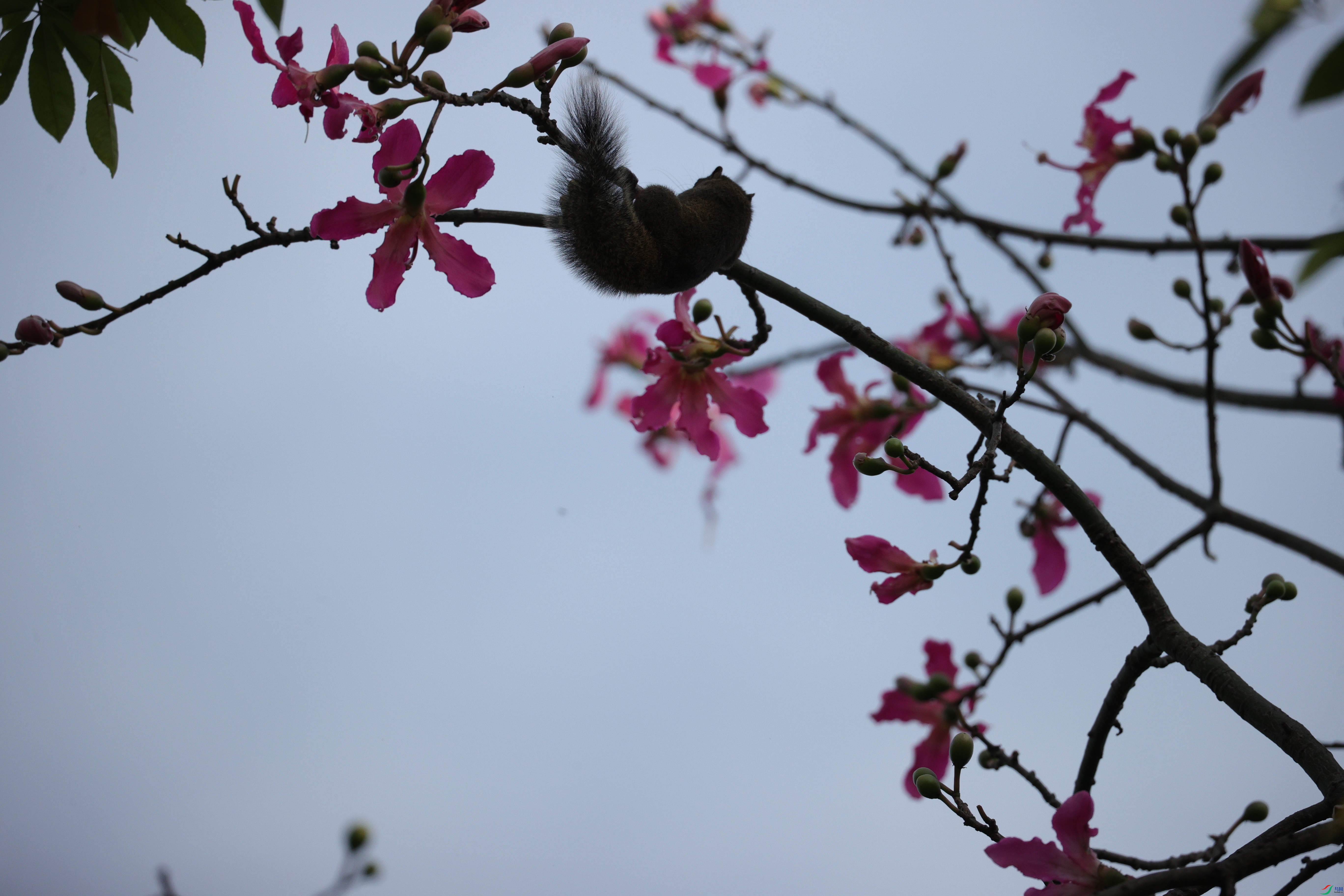 4307��ש����