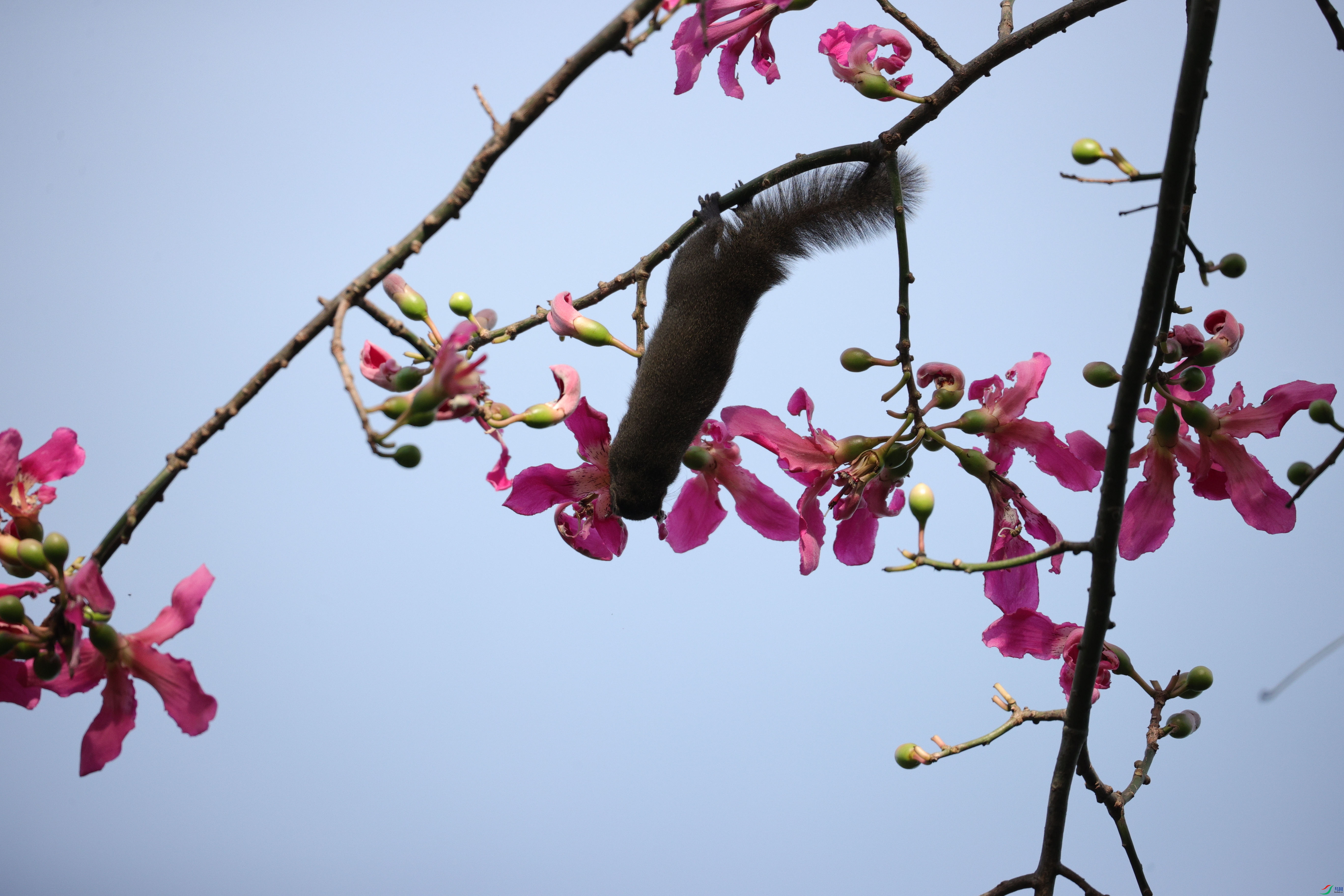 4310��ש����