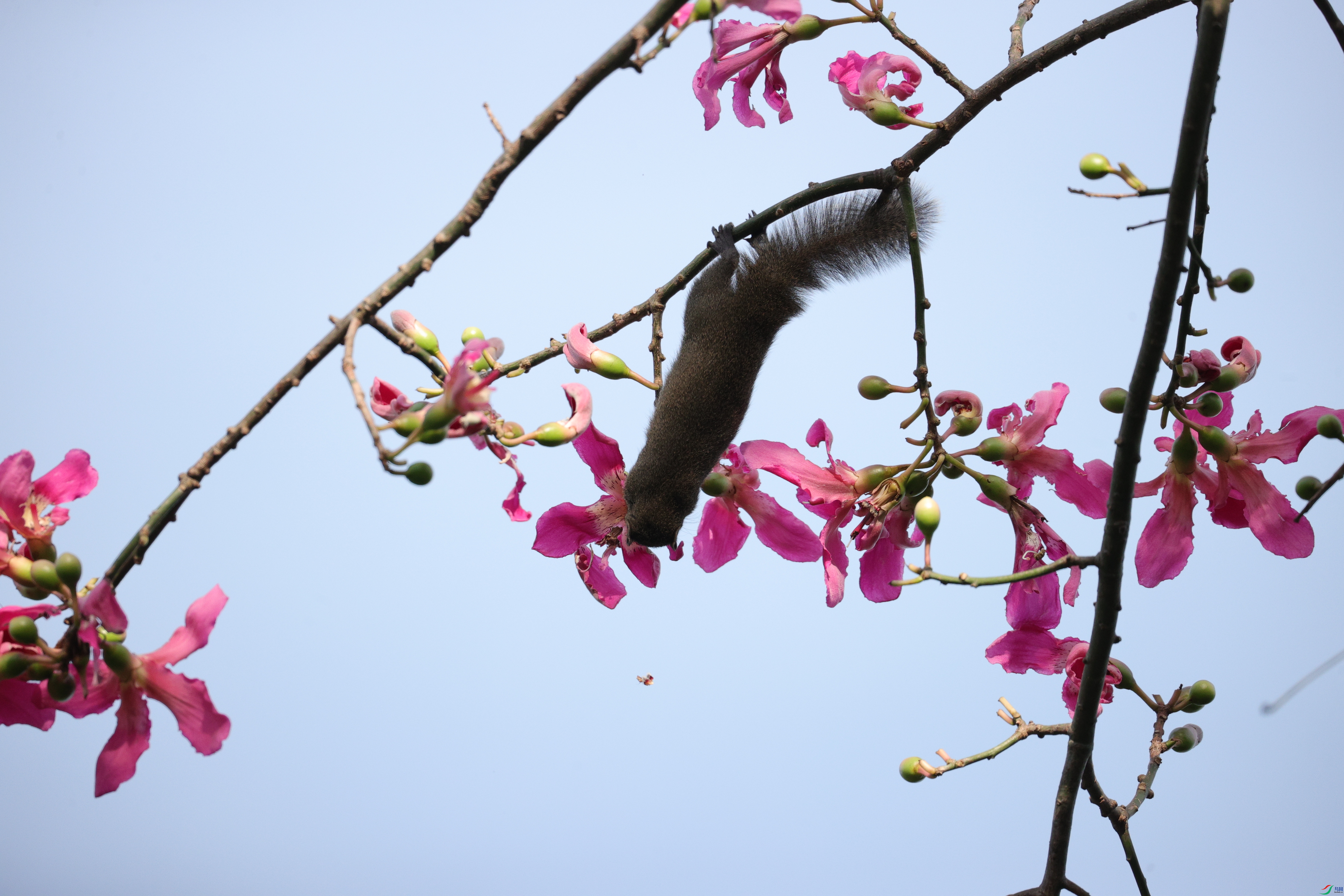 4313��ש����