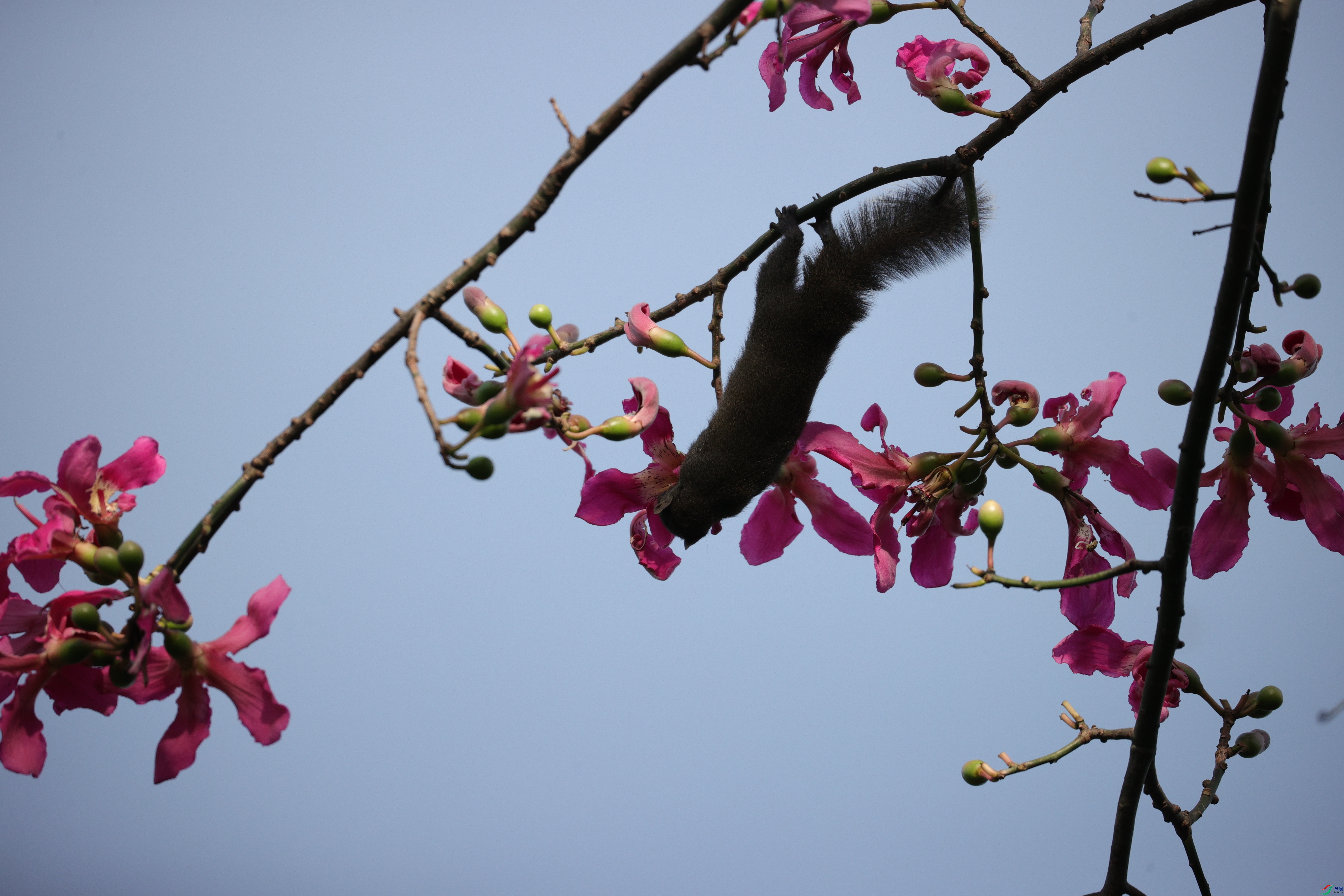 4319��ש����