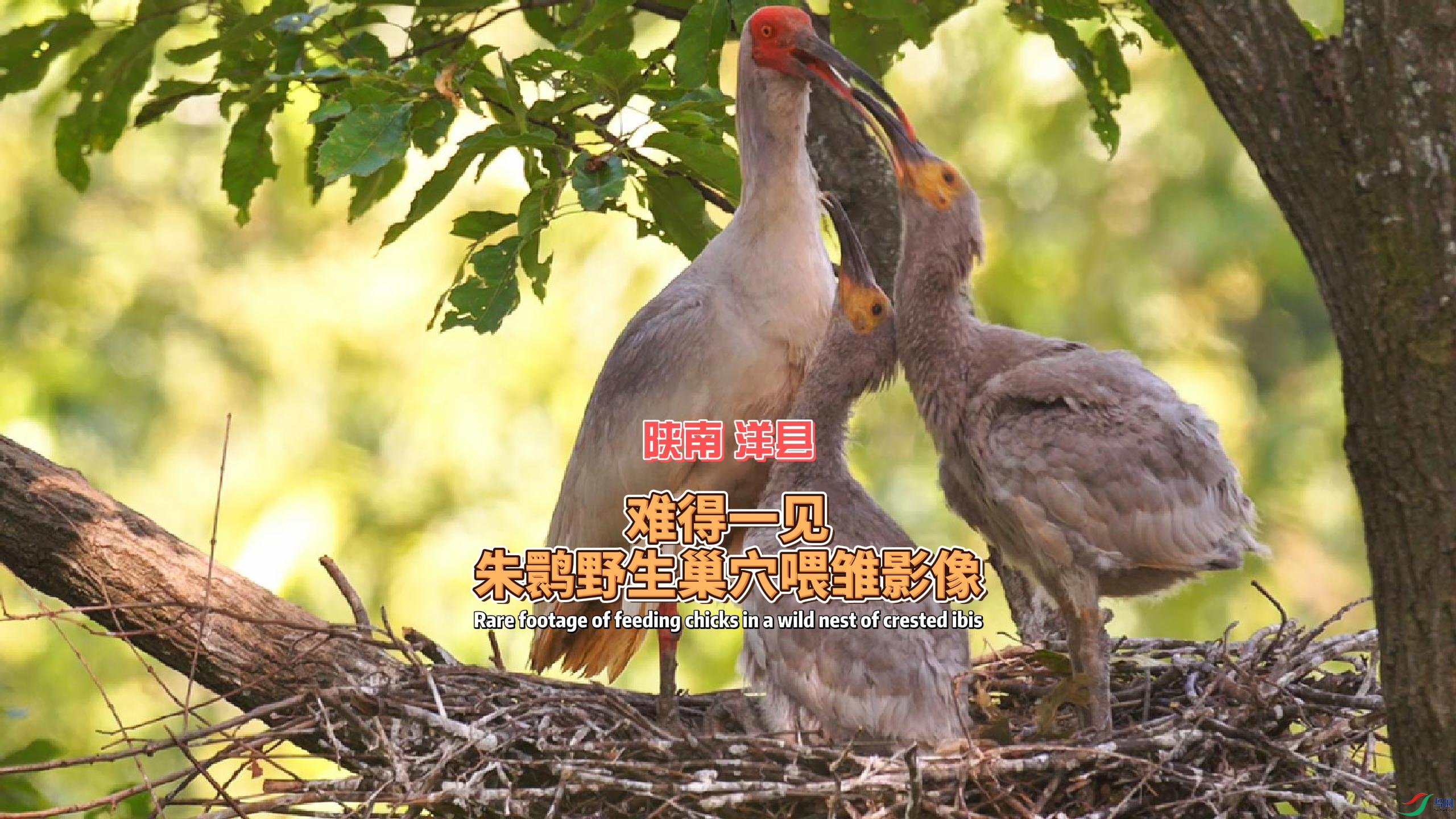 ���� ���� �ѵ�һ�� ���qҰ����Ѩι��Ӱ��-����.jpg