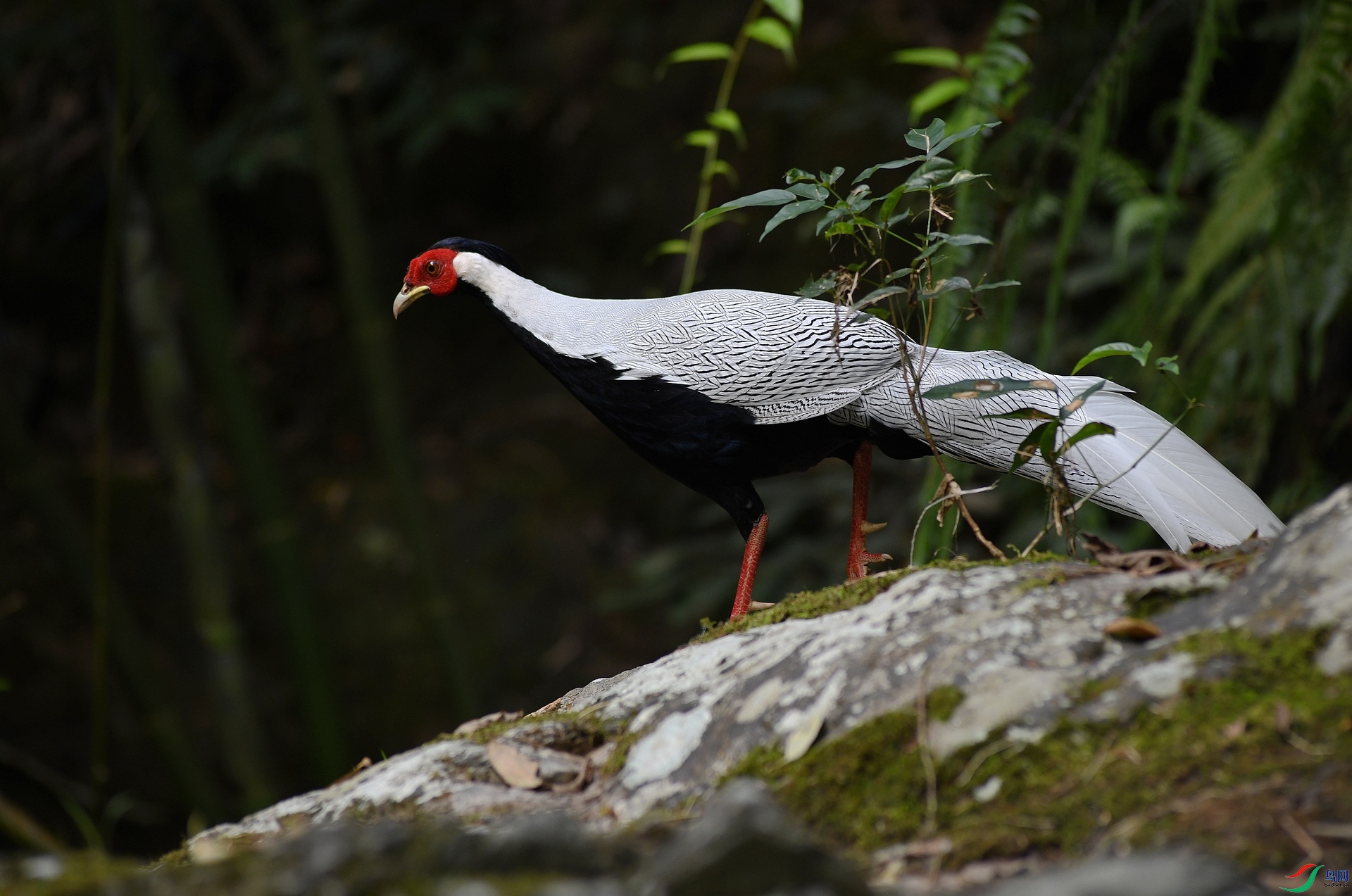DSC_5561.jpg