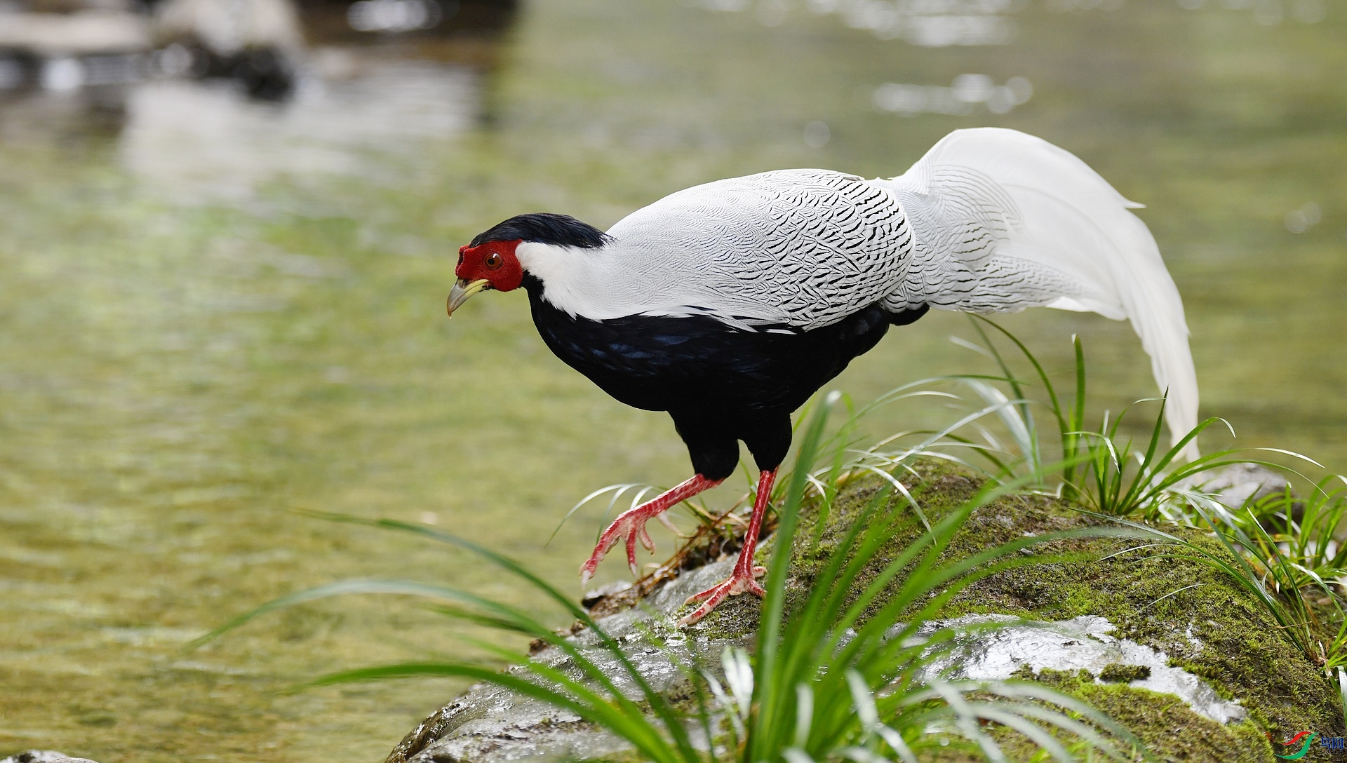 DSC_7337.jpg