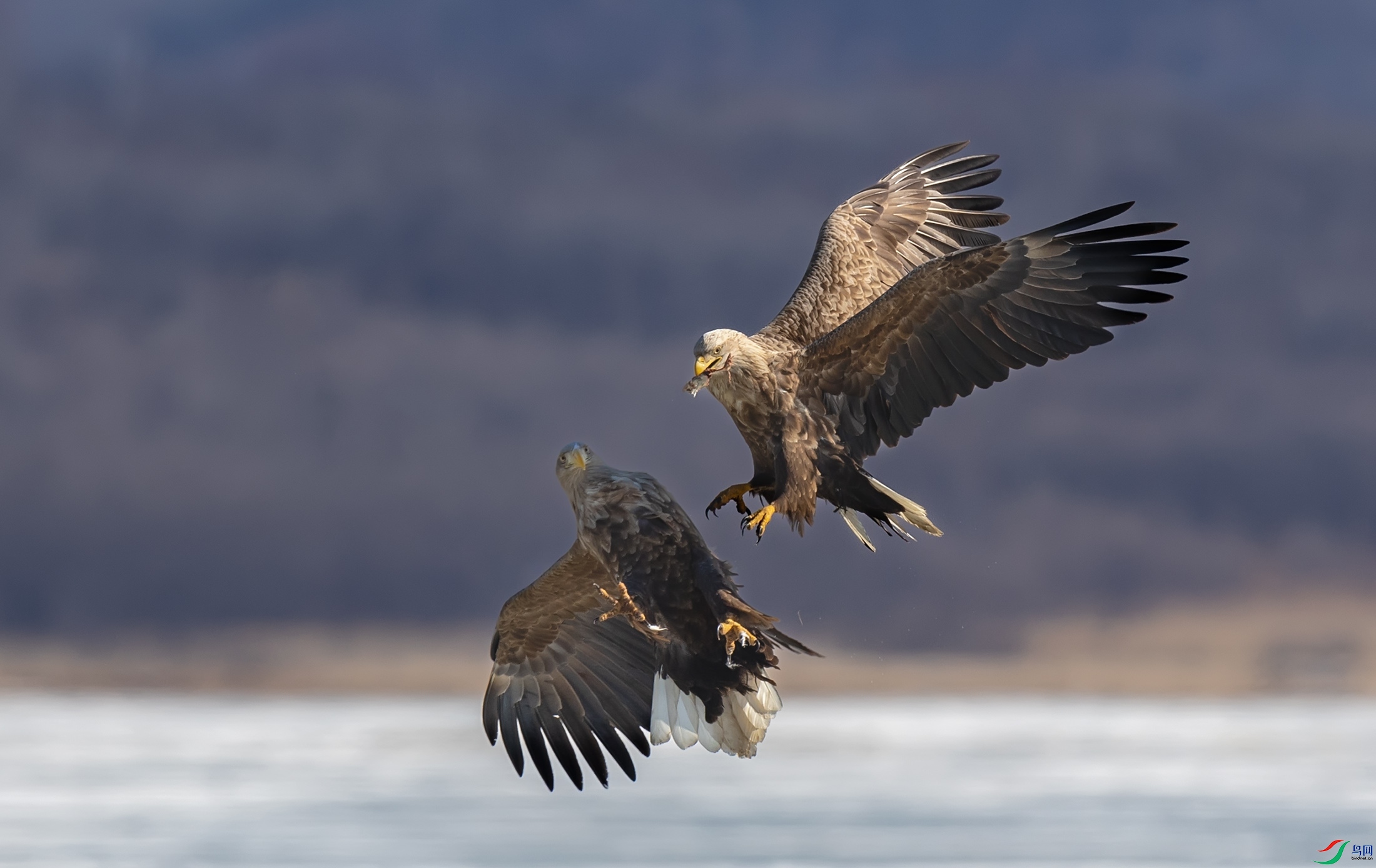 ��β����