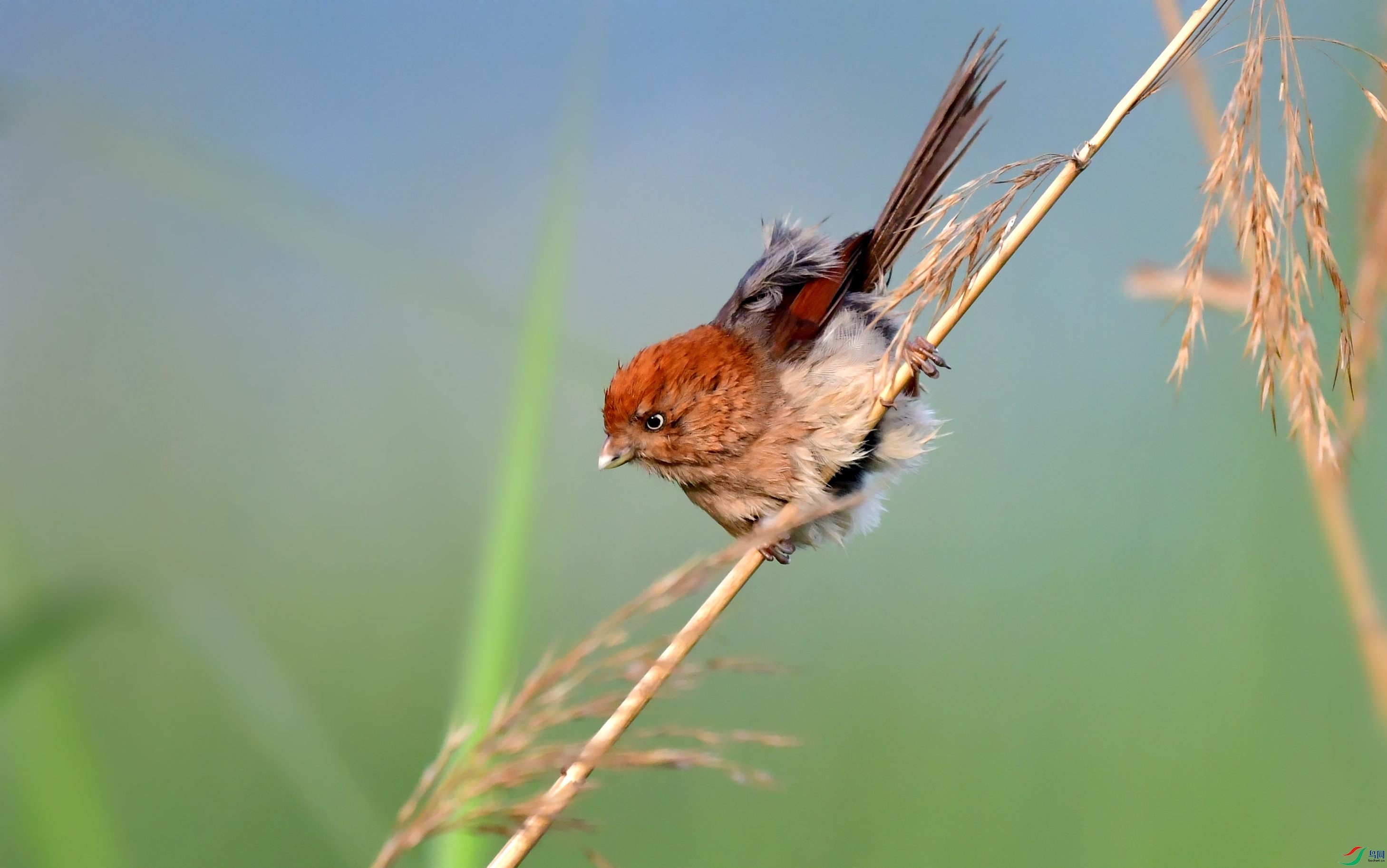 DSC_2124_conew2.jpg