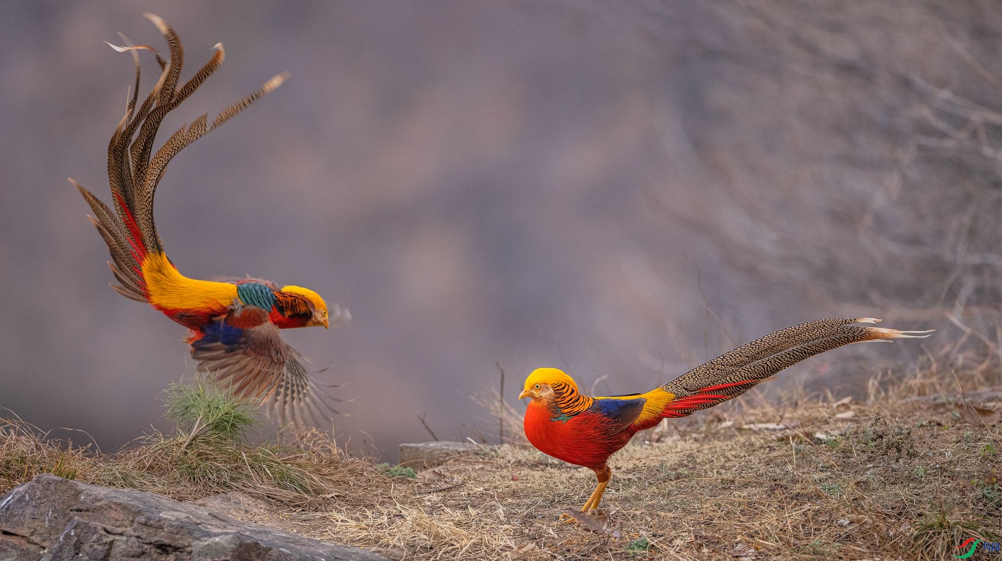 �츹���� �����ں���ƽ��ɽ��_����.jpg