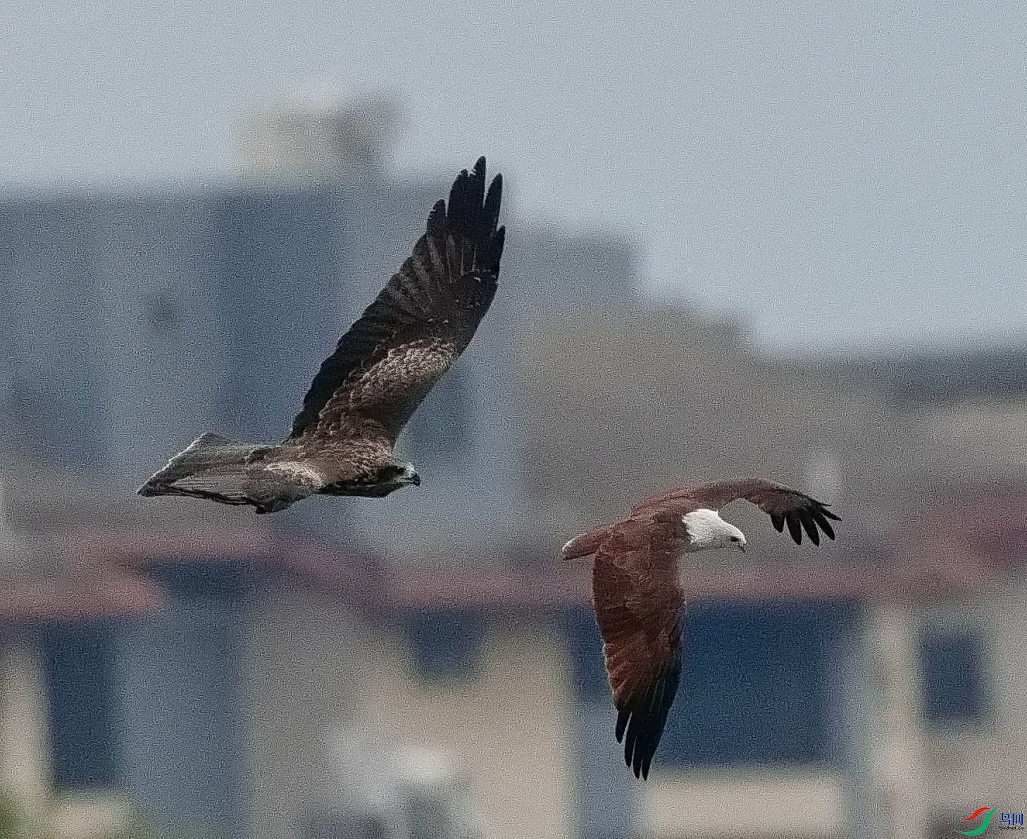 DSC06538-1_1.jpg