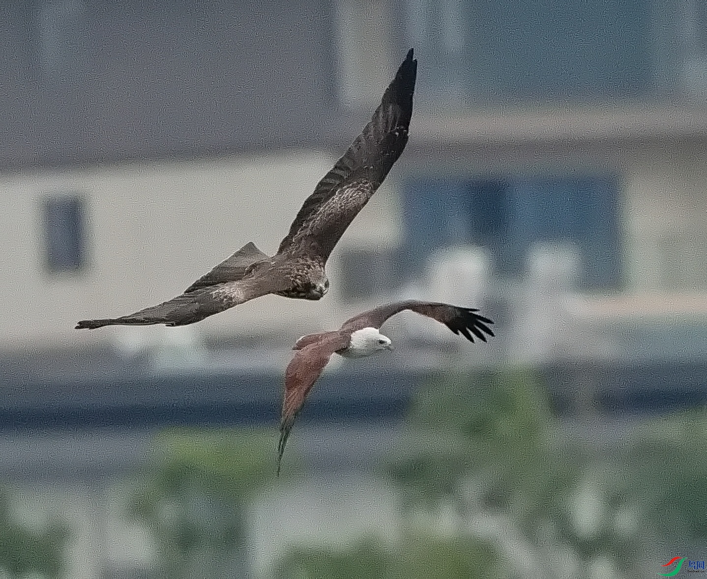 DSC06545-1_1.jpg
