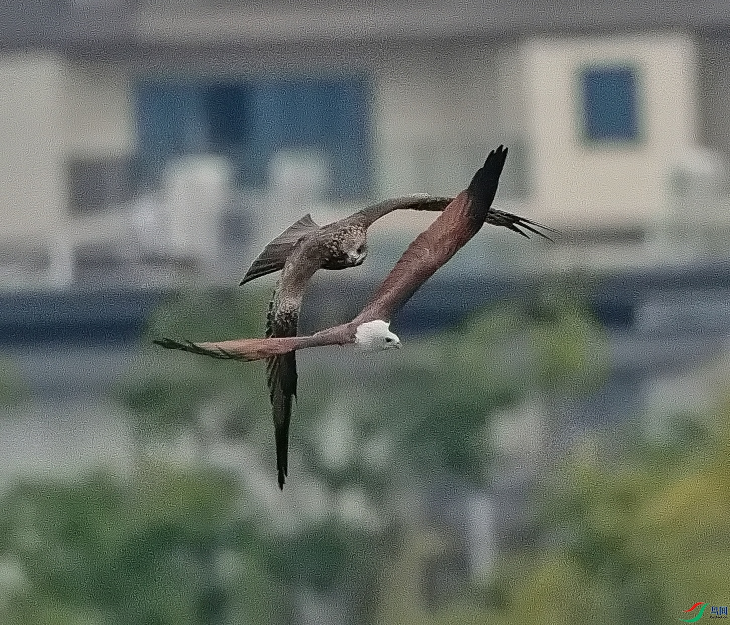 DSC06548-1_1.jpg