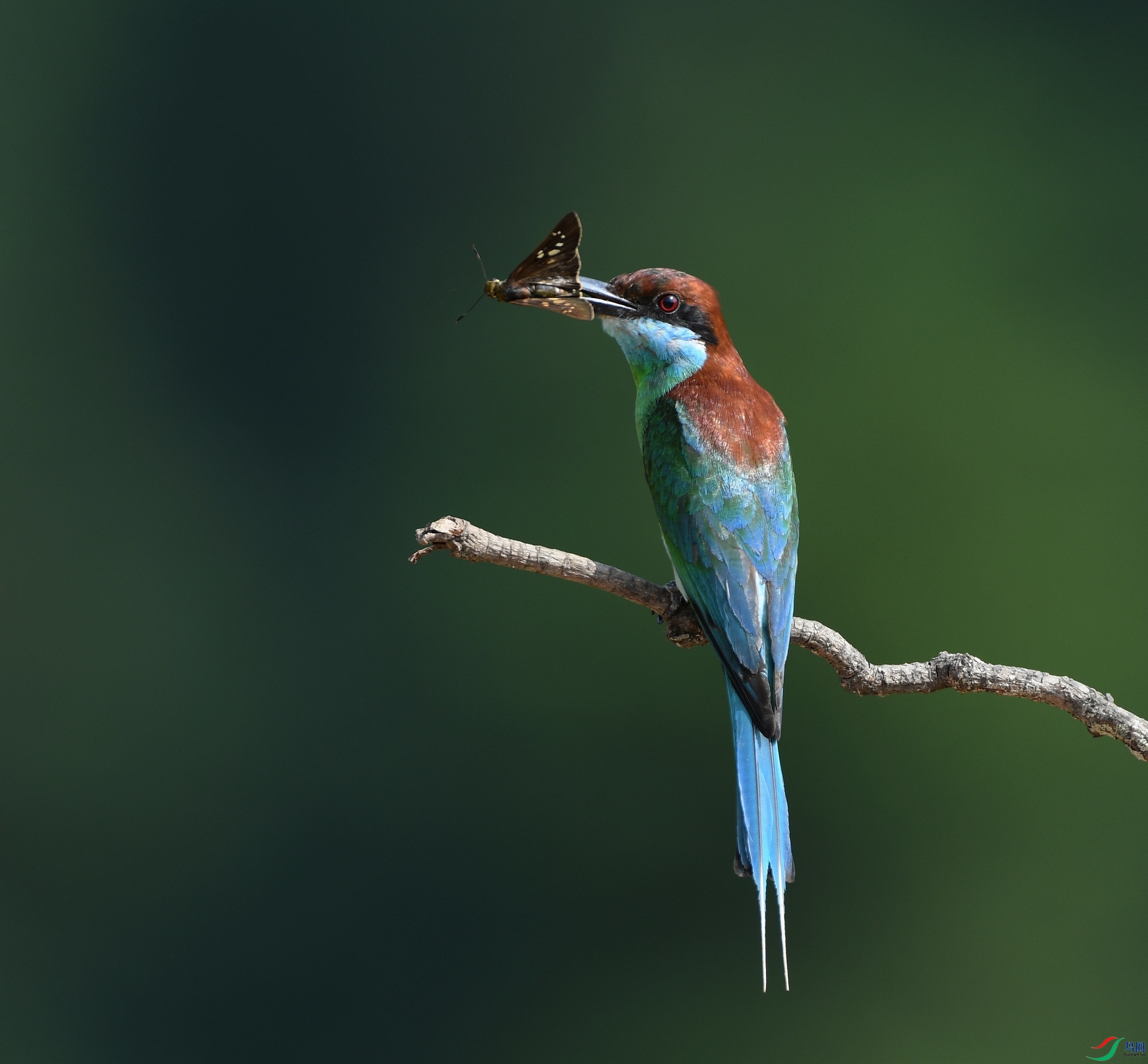 DSC_7410.jpg
