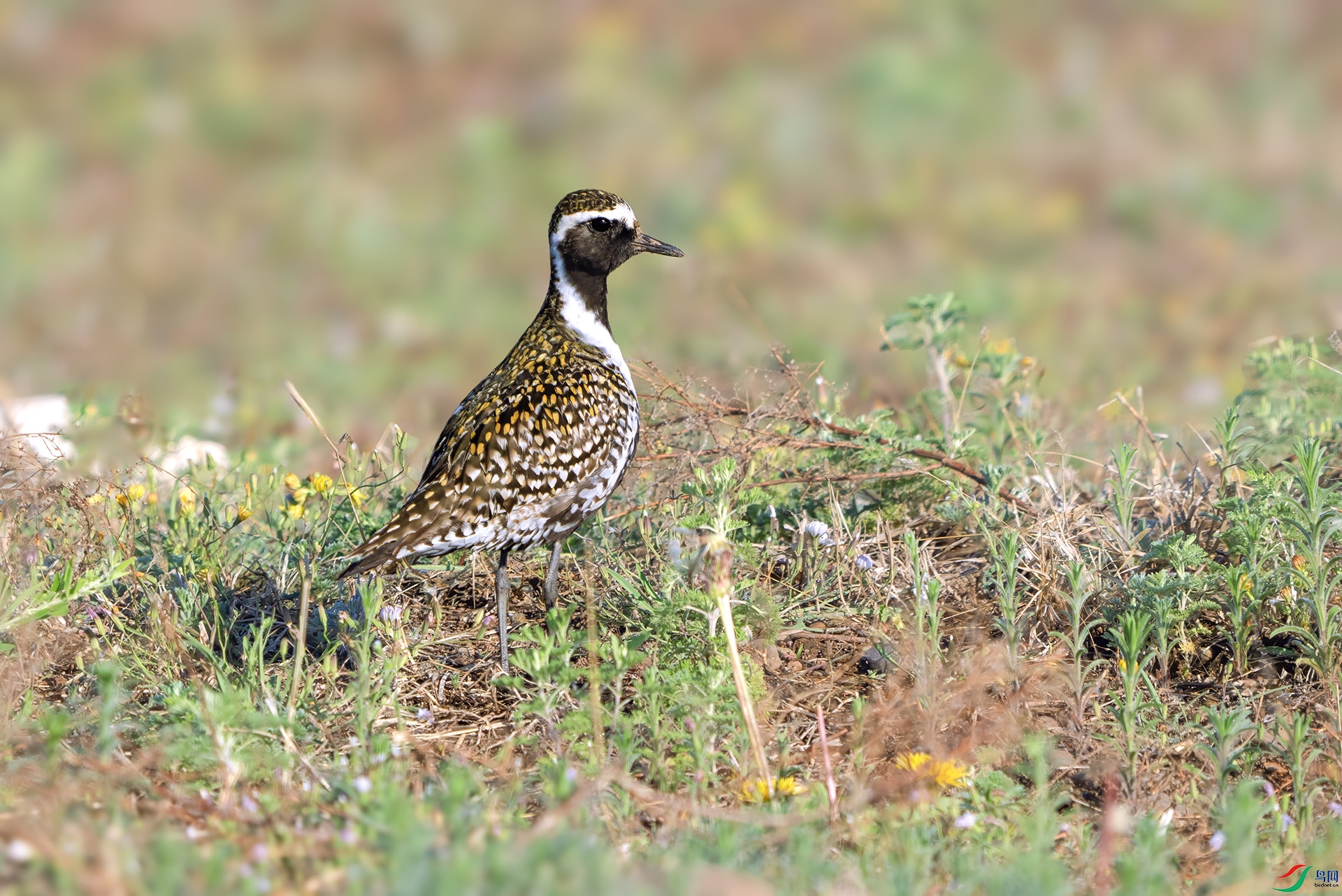 DSC02243 ����.jpg